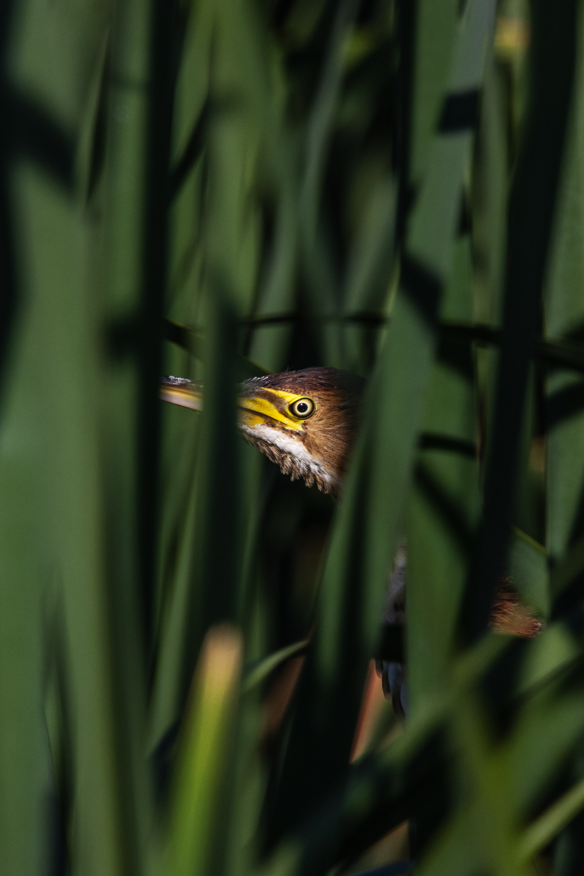 Least Bittern