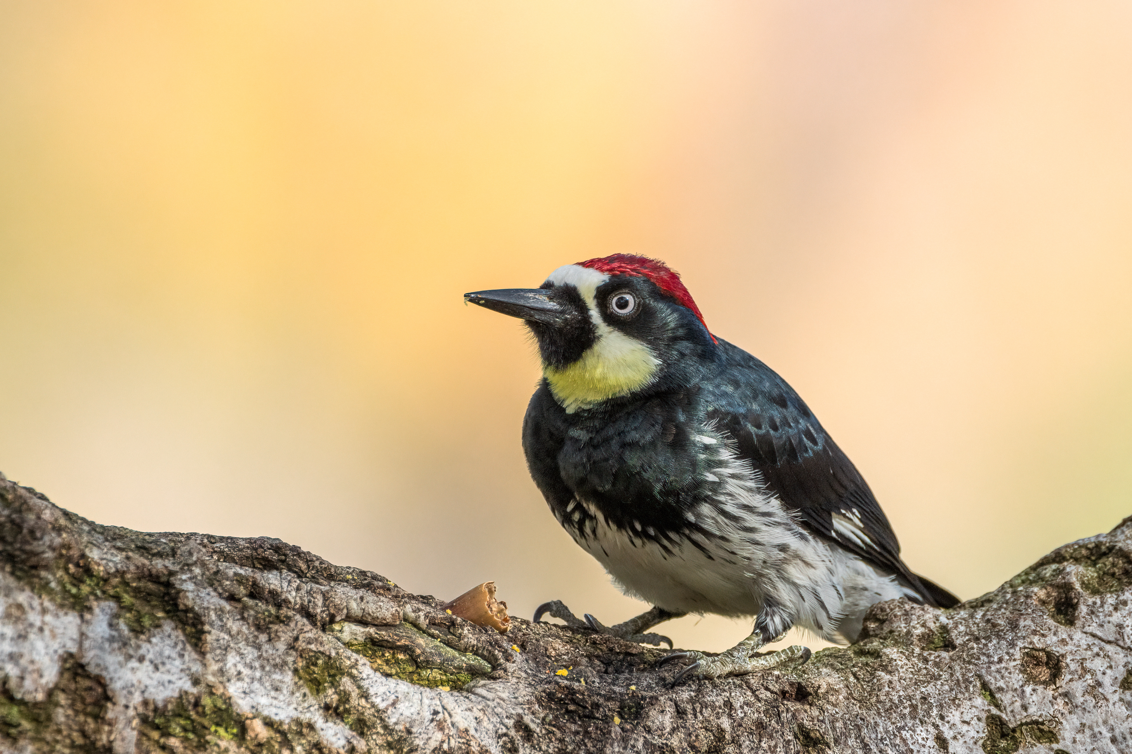 Acorn Woodpecker