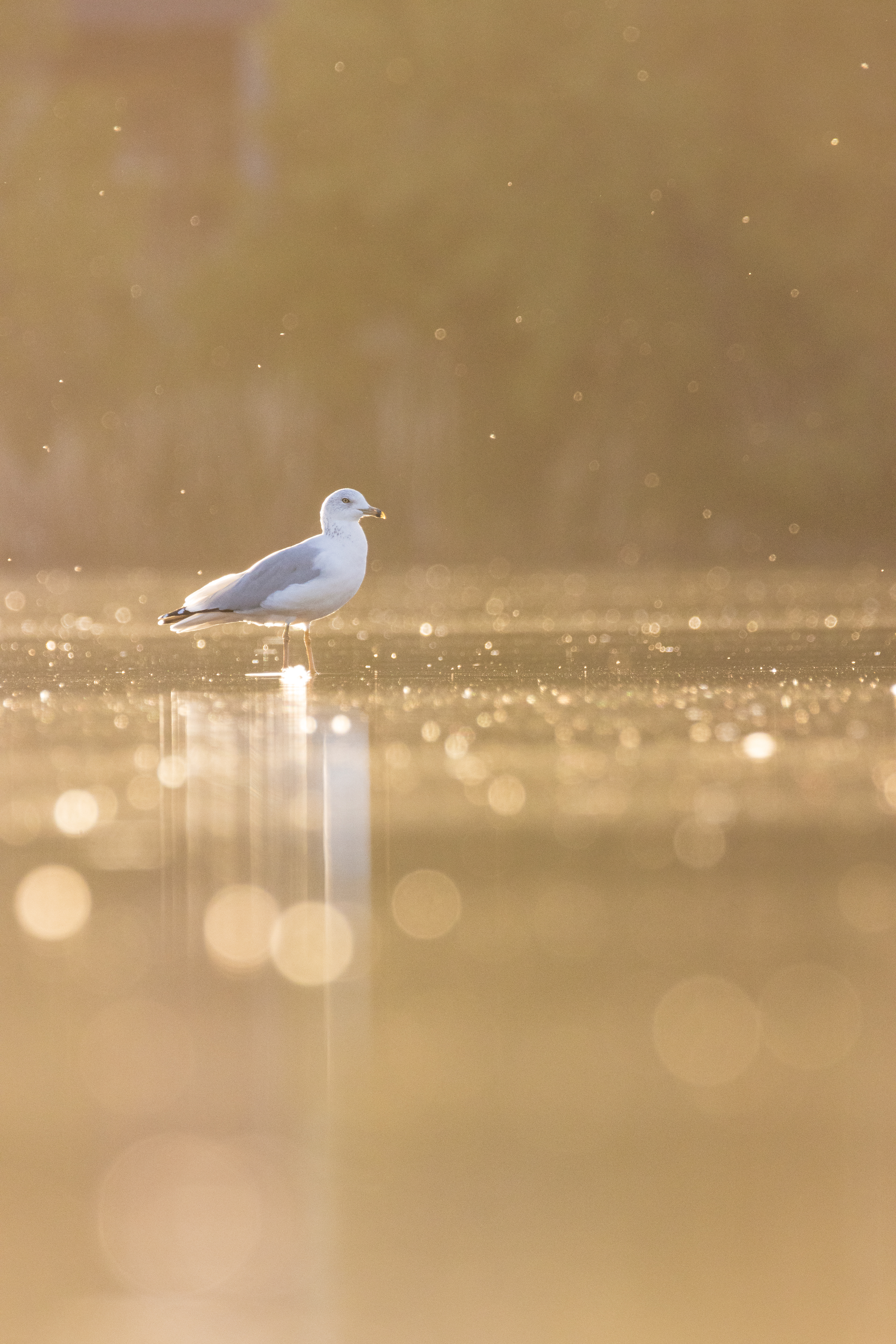 Ring Billed Gull