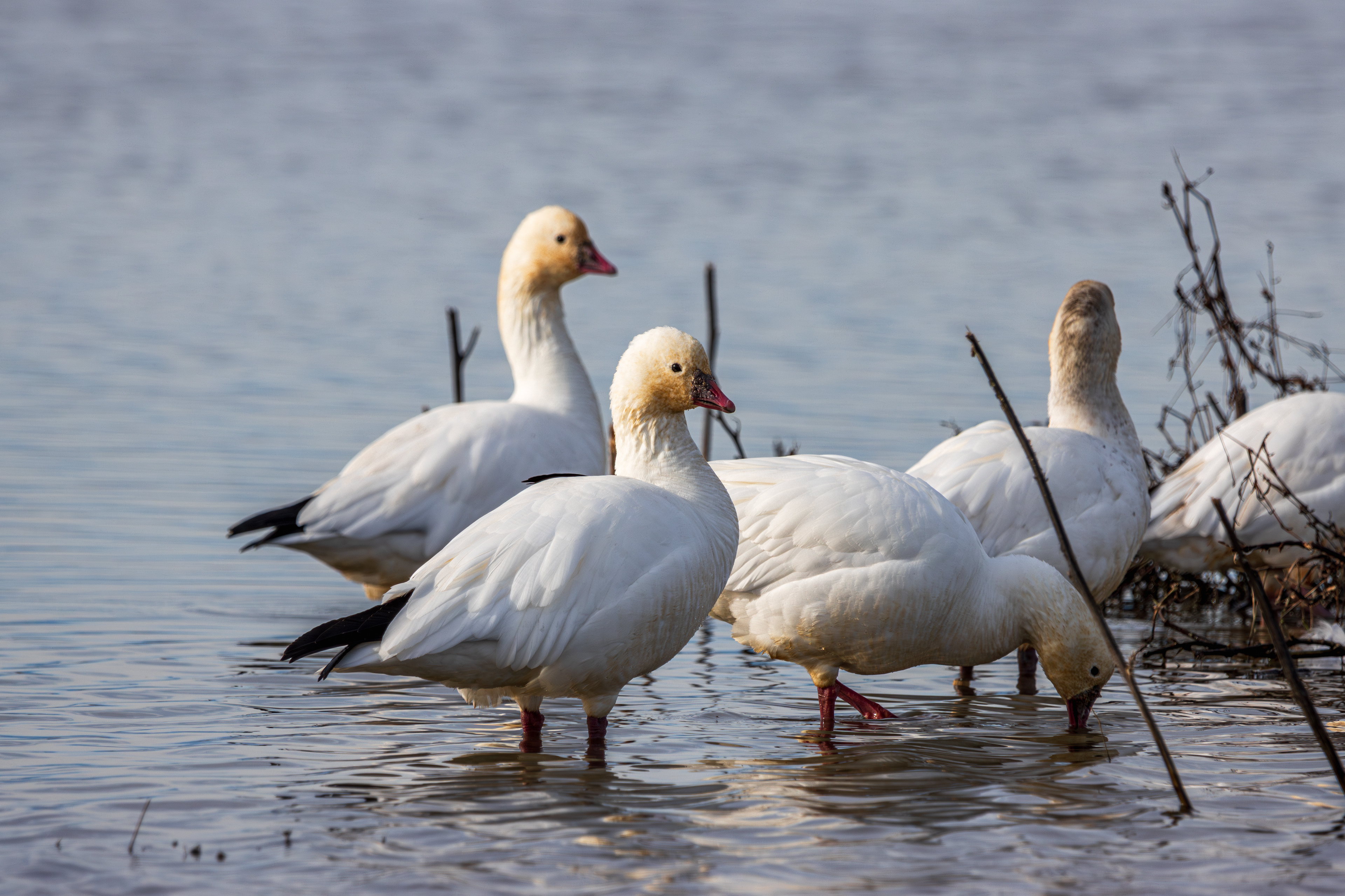 A flock of Ross's Geese