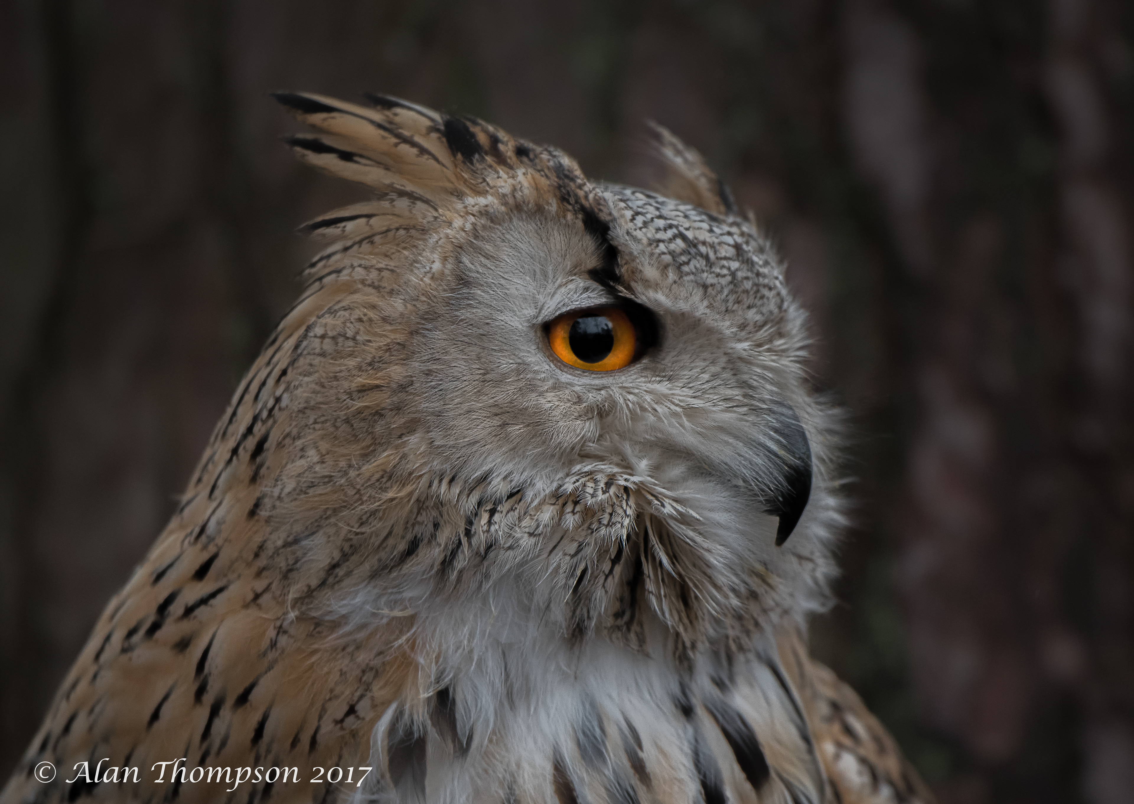 Siberian Eagle Owl