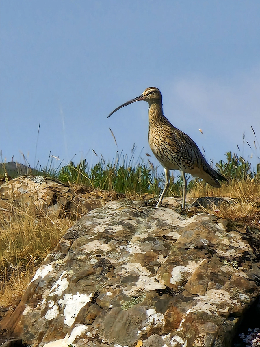 Curlew