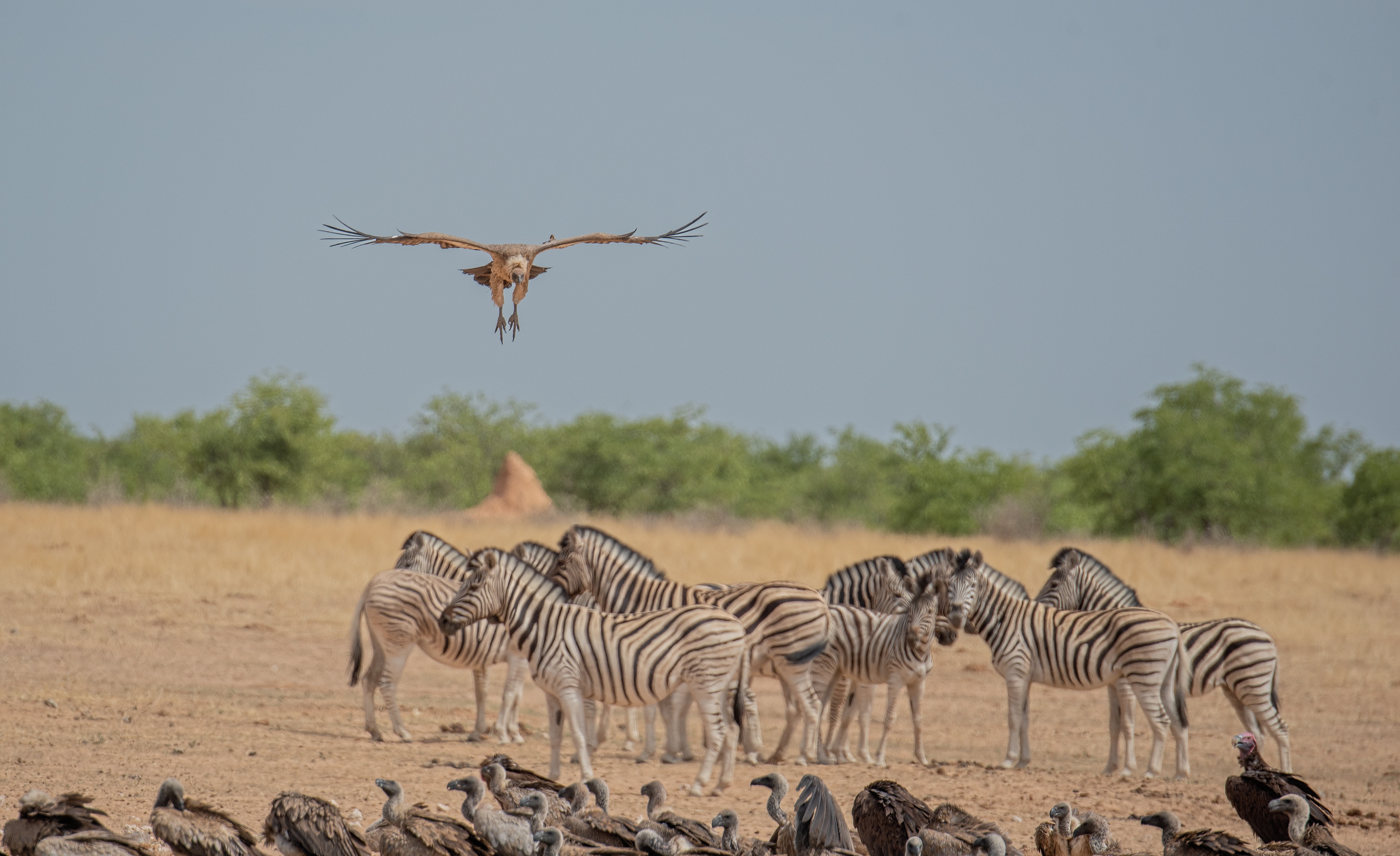 "Coming into Land"