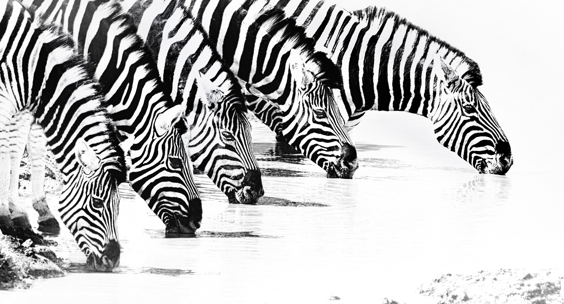 Getting Ahead at the Waterhole