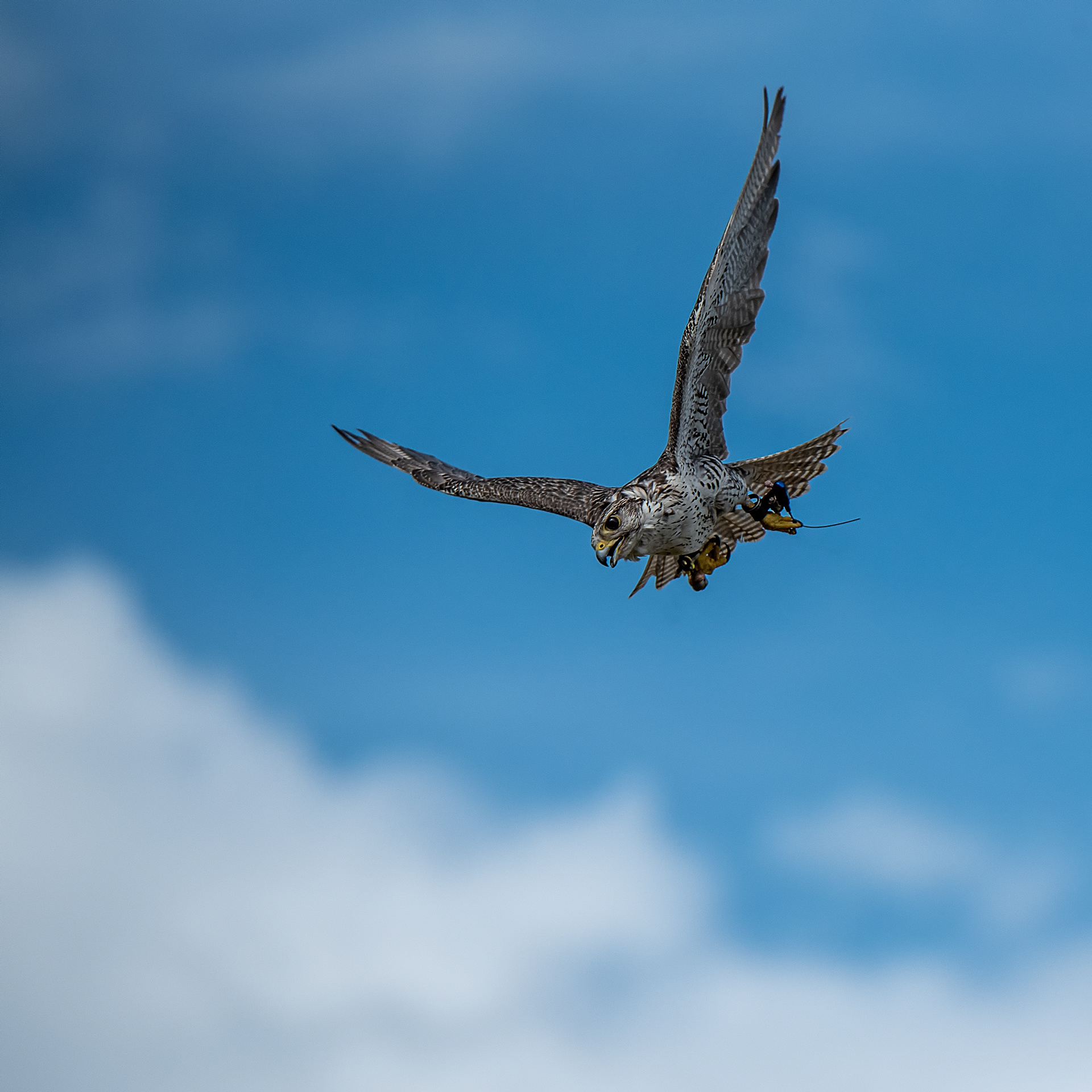 'Jet Lag', a Gyr/Saker Falcon during a training flight