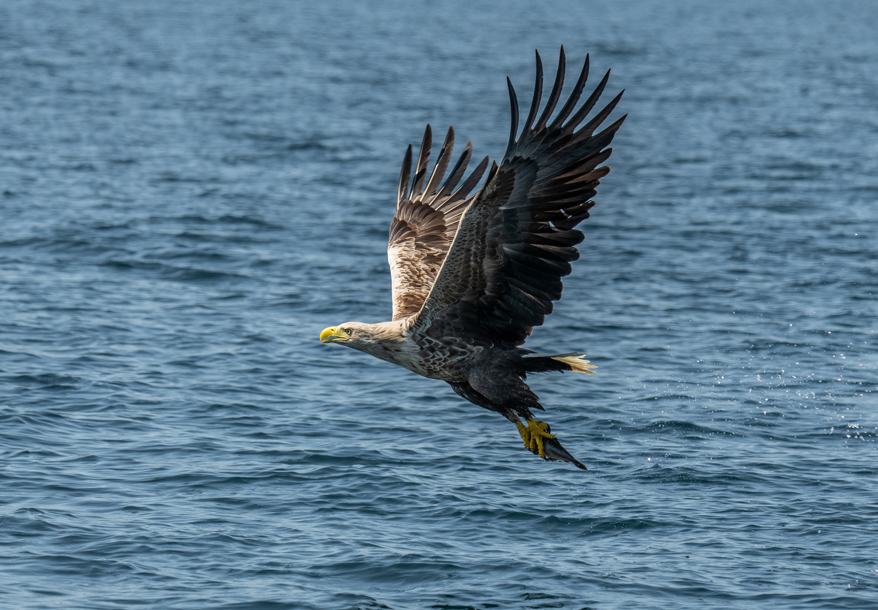 White-Tailed Eagle 04