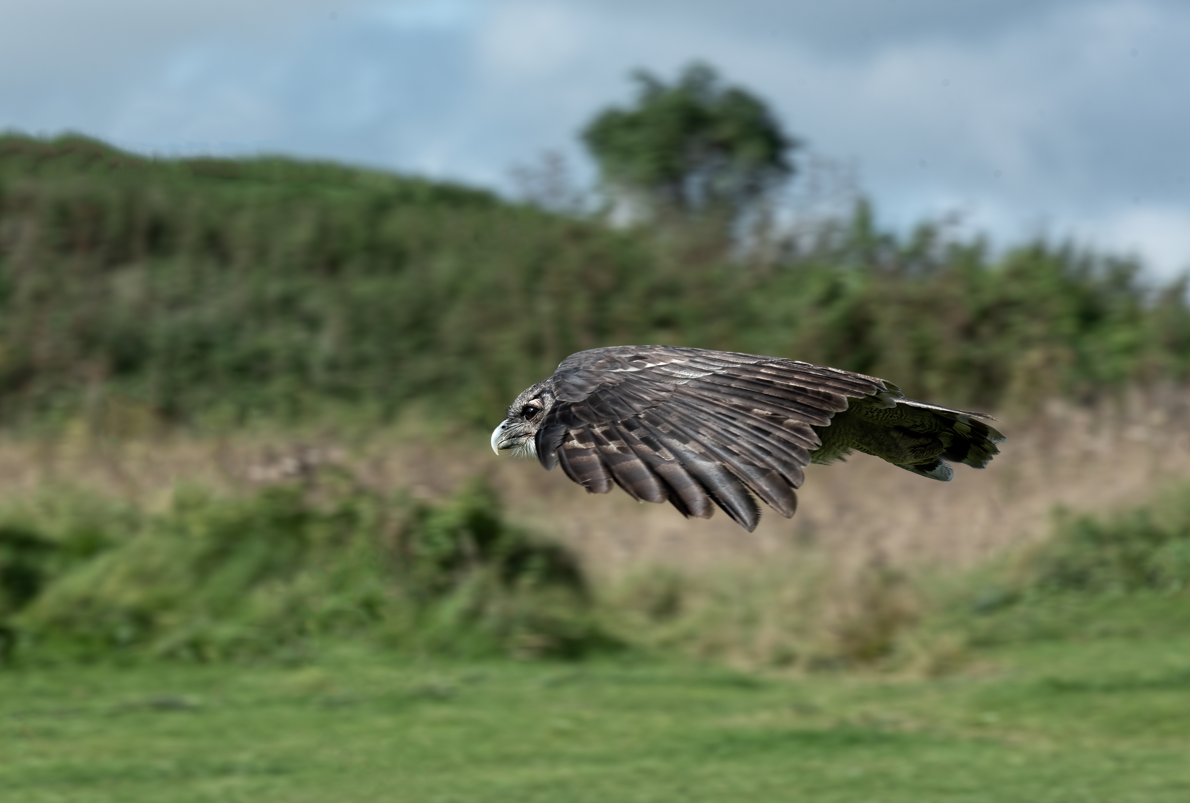 Verreaux's Eagle-Owl