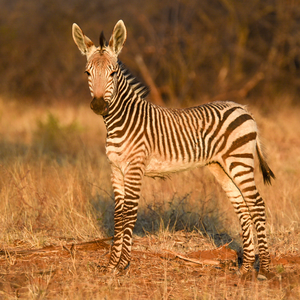Baby Zebra
