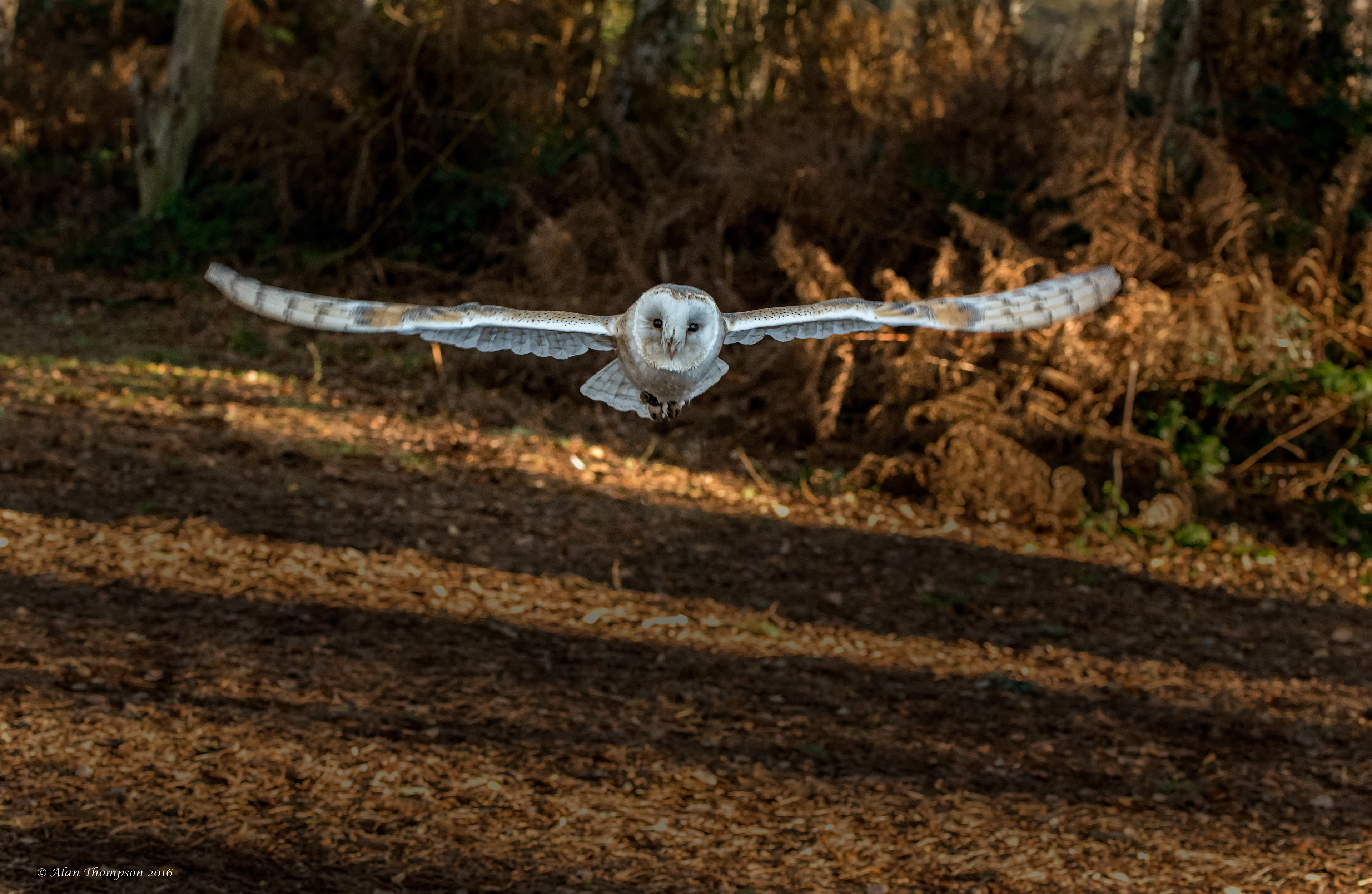 Barn Owl