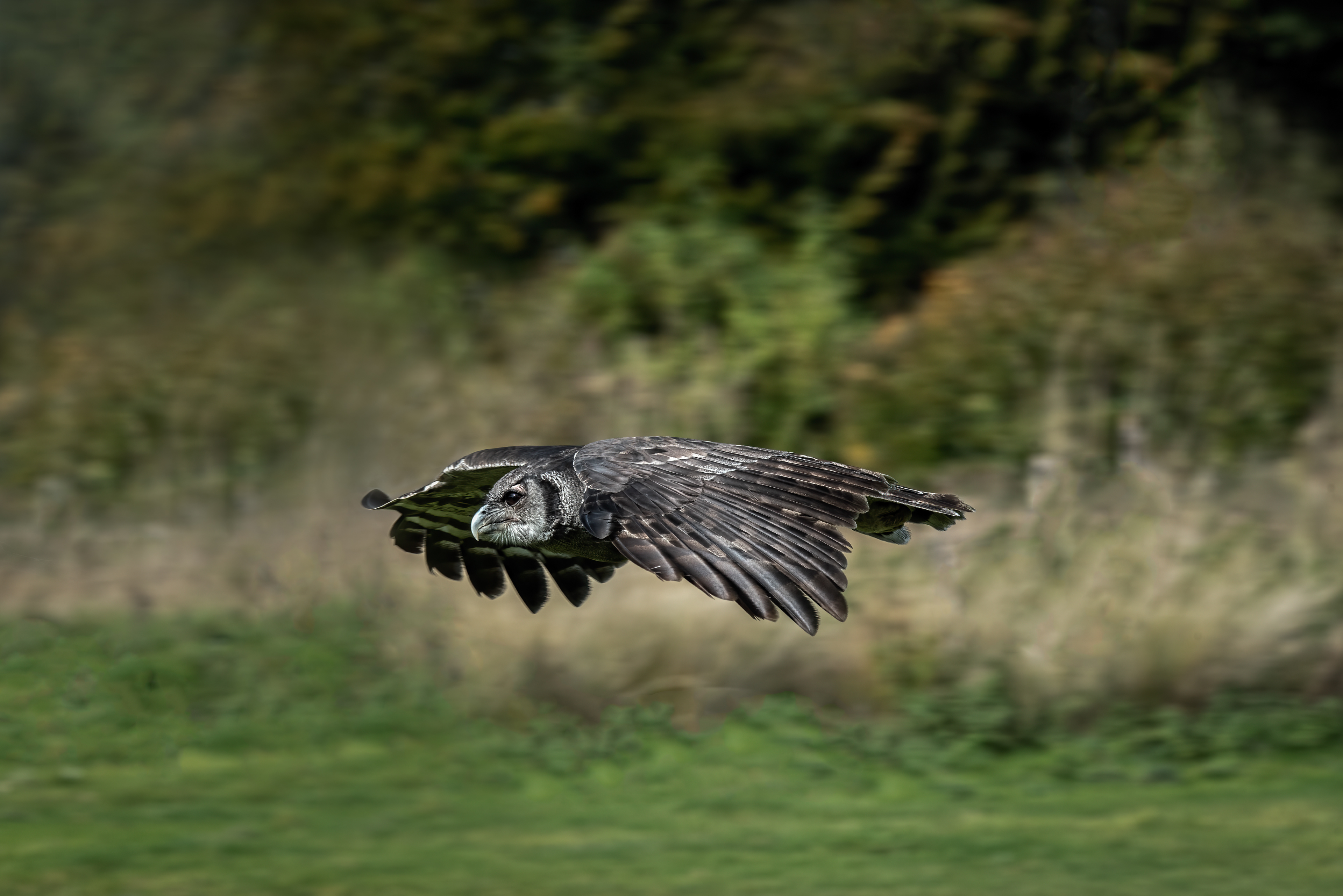 Verreaux's Eagle-Owl