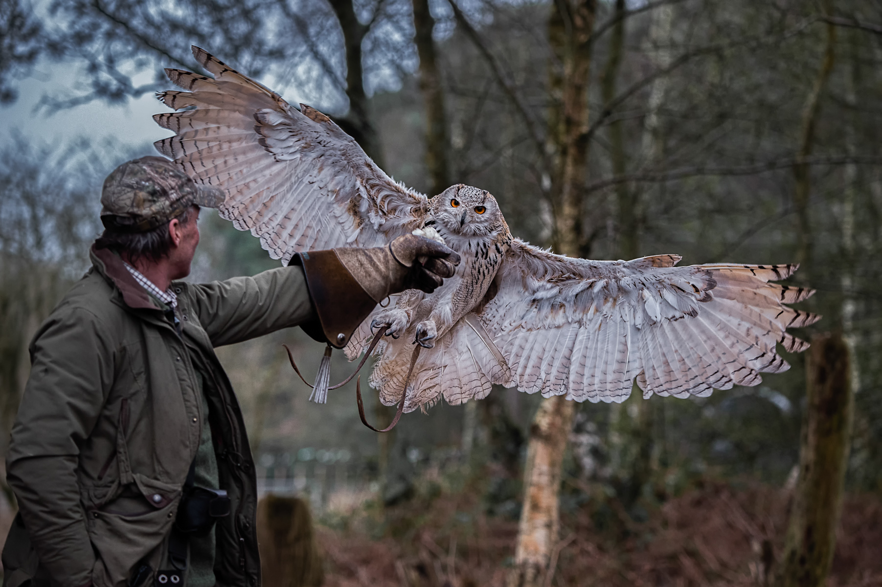 'Mila', a Siberian Eagle Owl