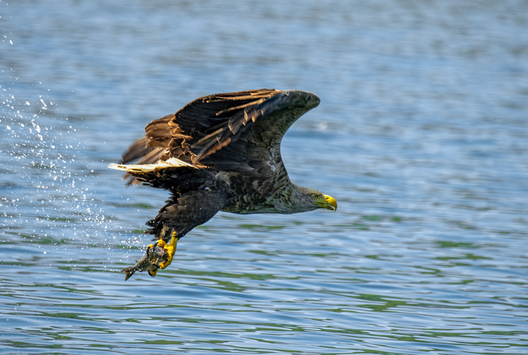 White-Tailed Eagle 05