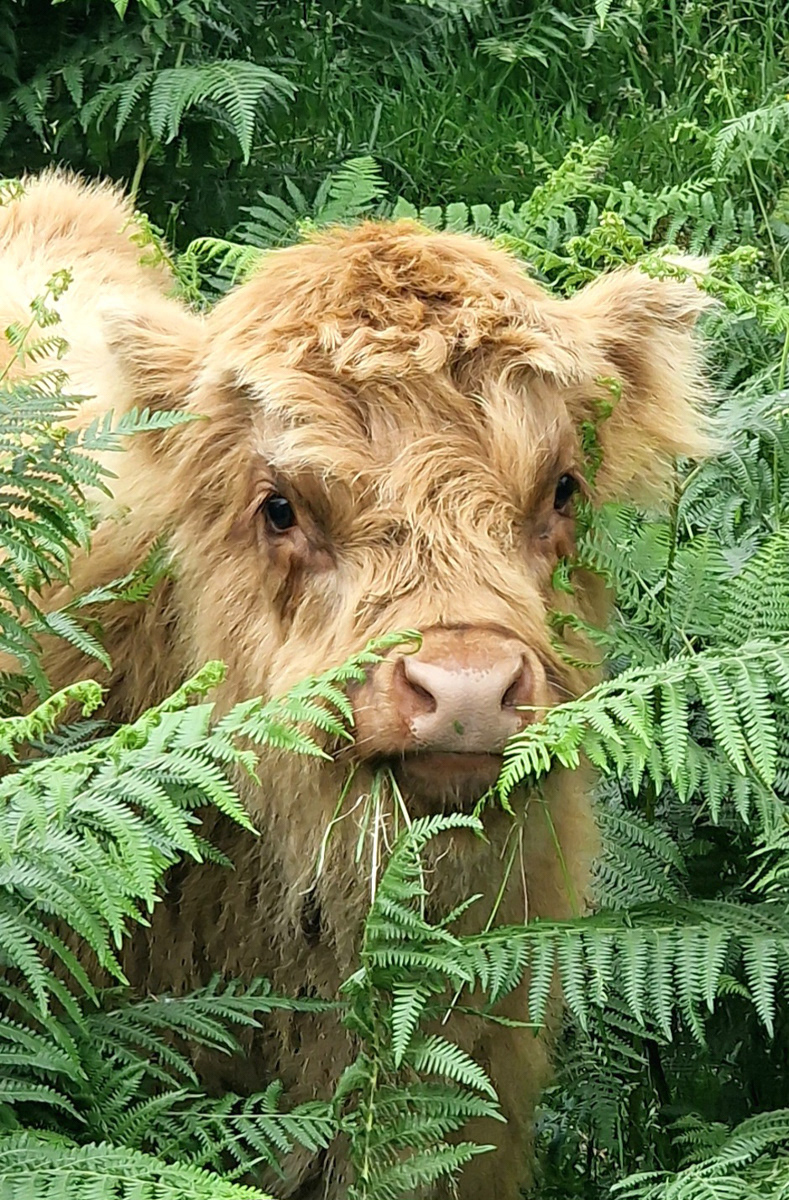 Baby Coo