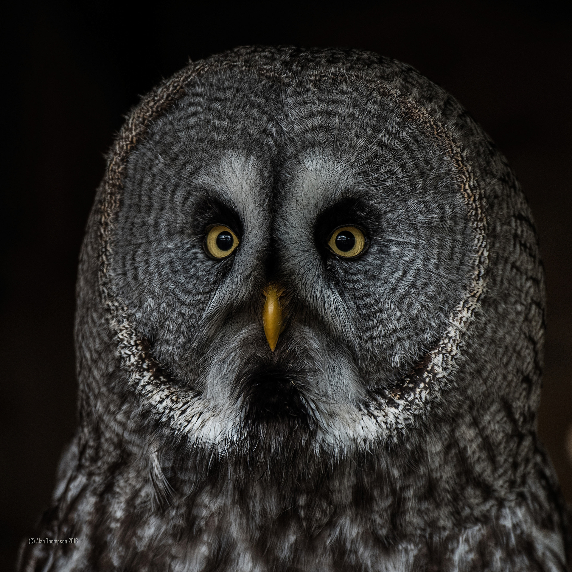 Great Grey Owl