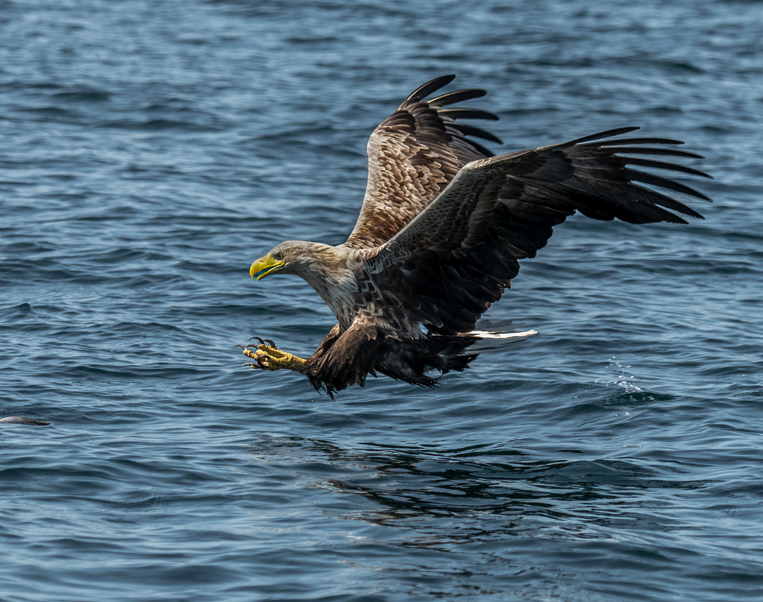White-Tailed Eagle 03