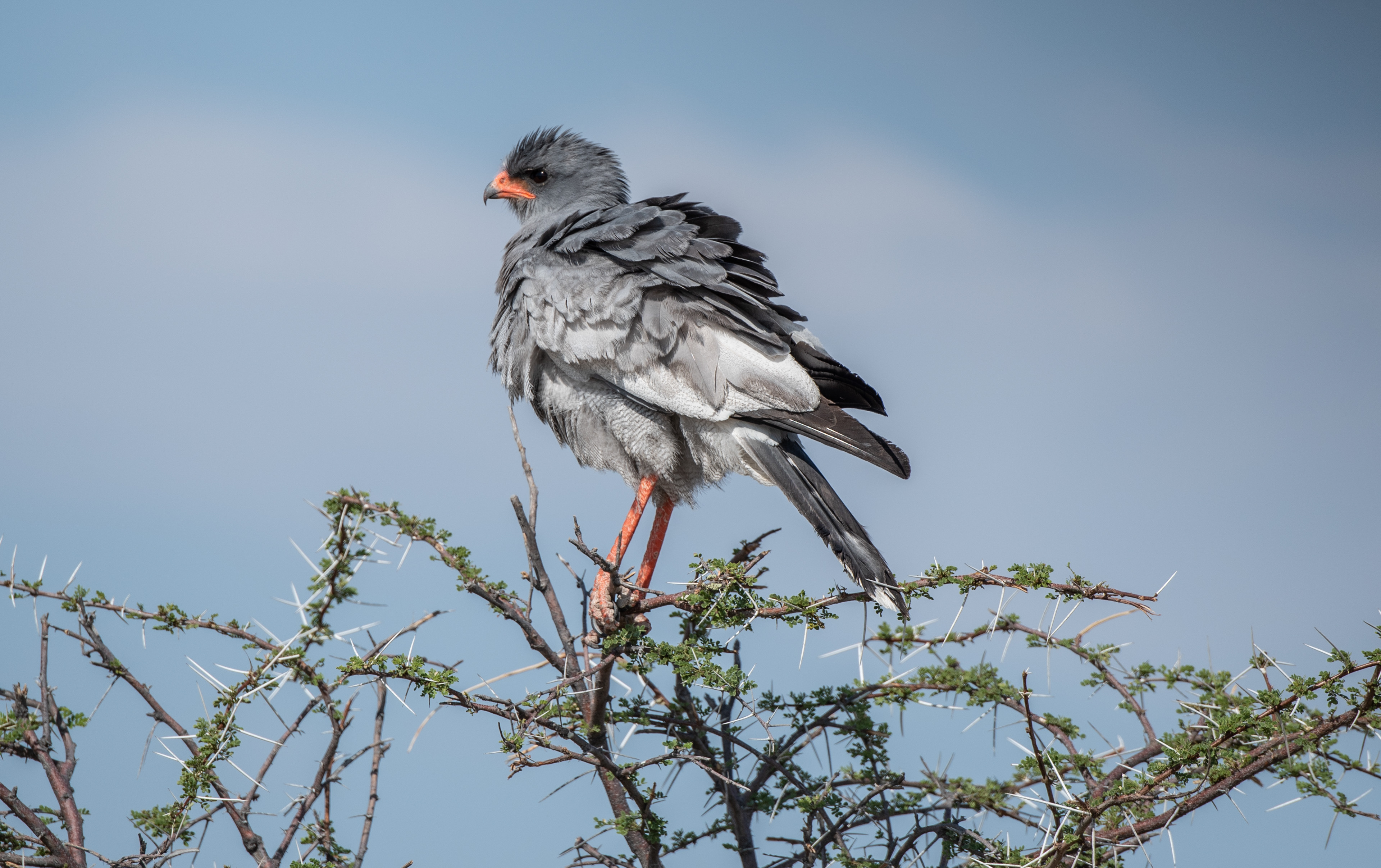 Pale Chanting Goshawk