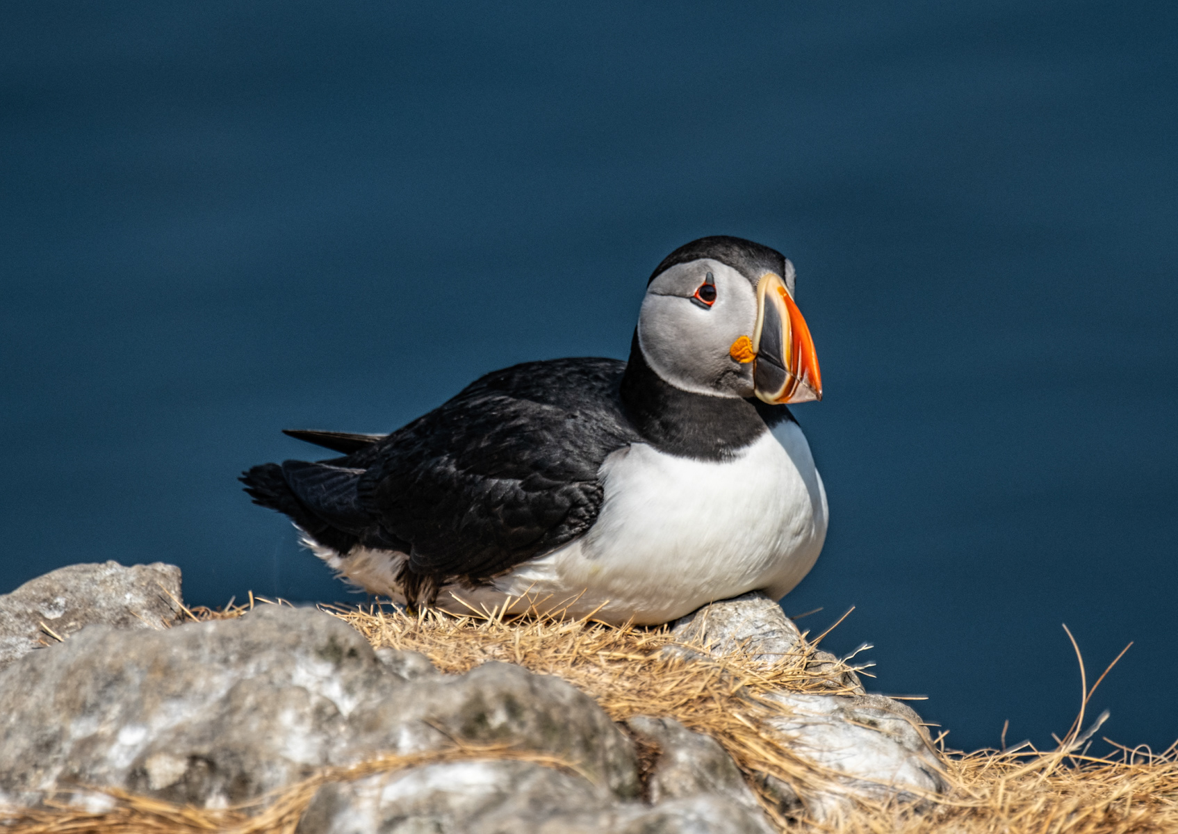 Puffin 02