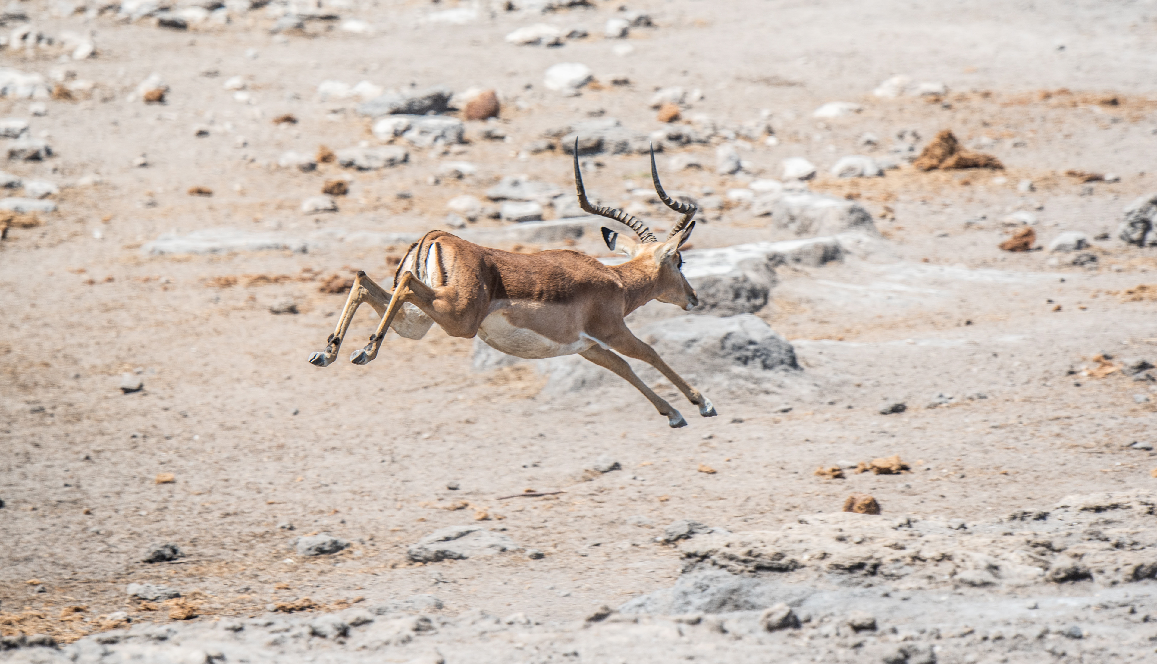 Springbok