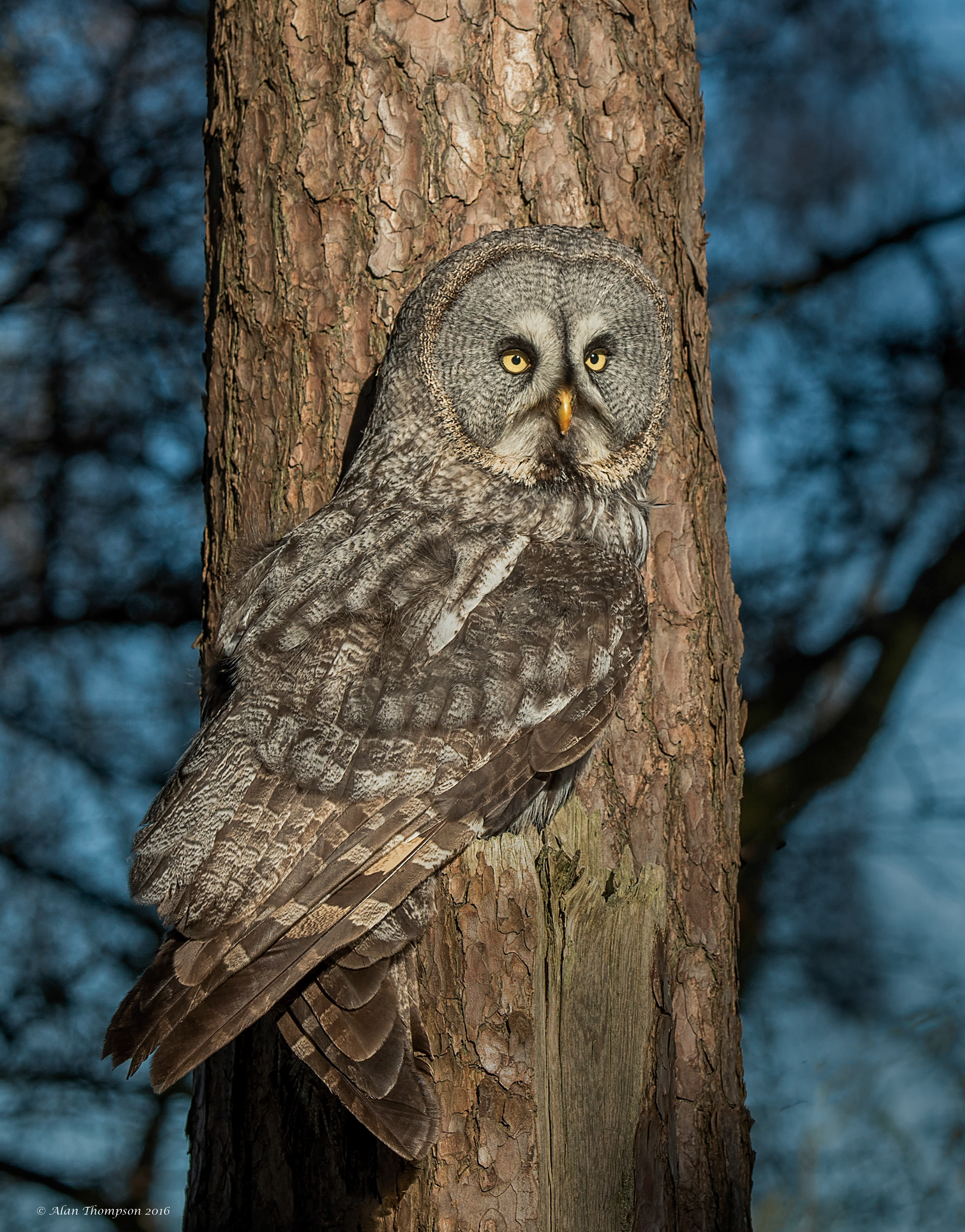 Great Grey Owl
