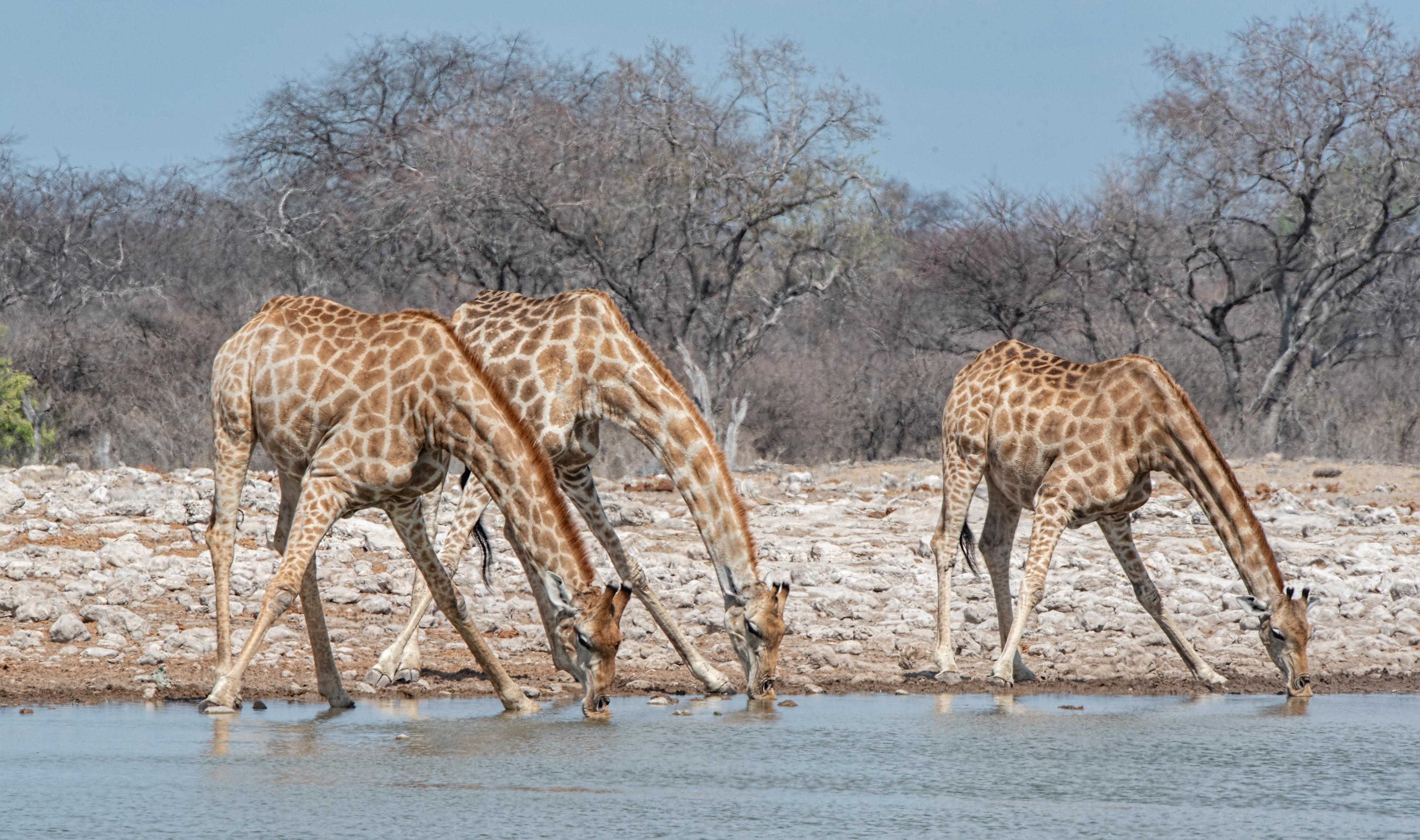 Giraffe at Etosha