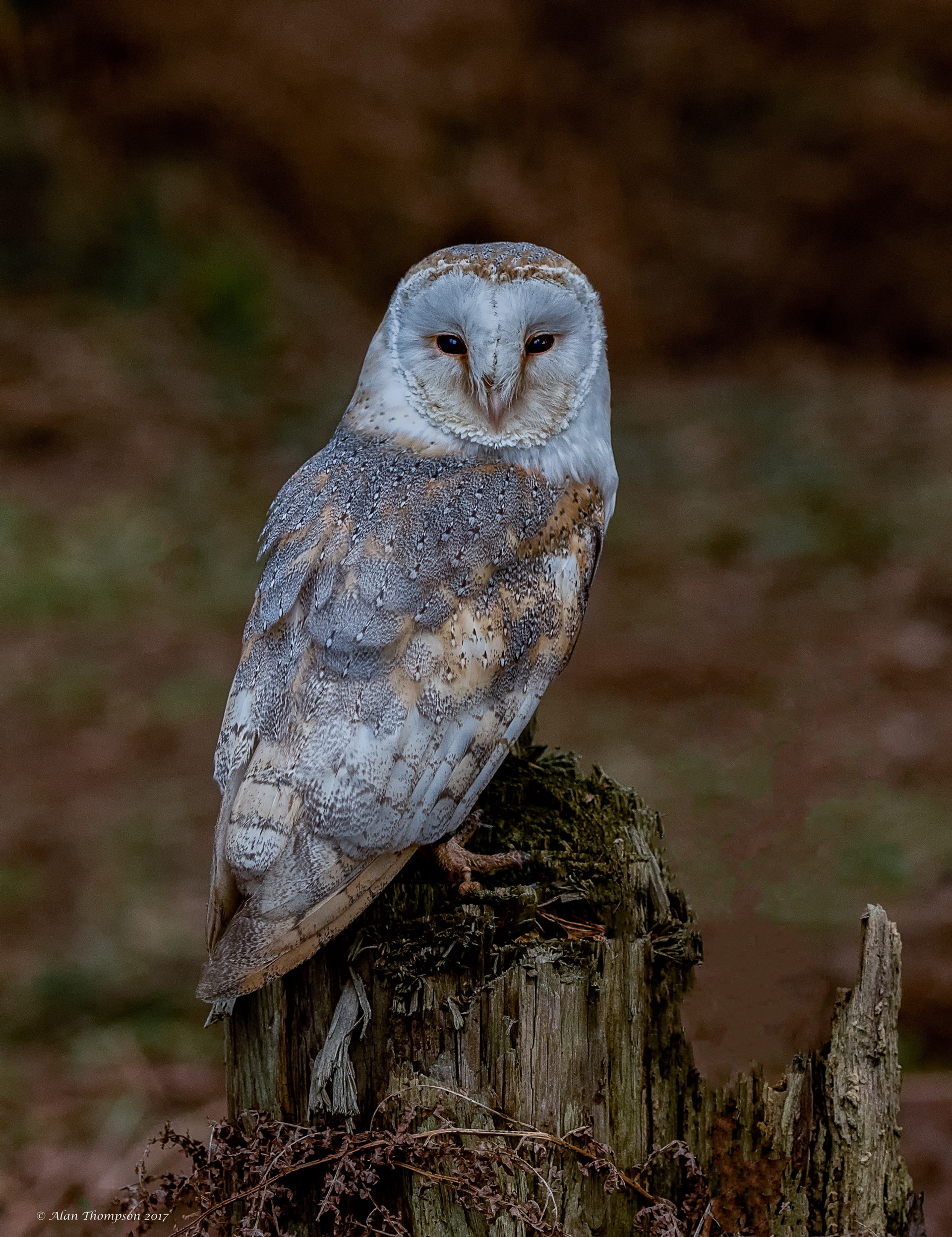 Barn Owl