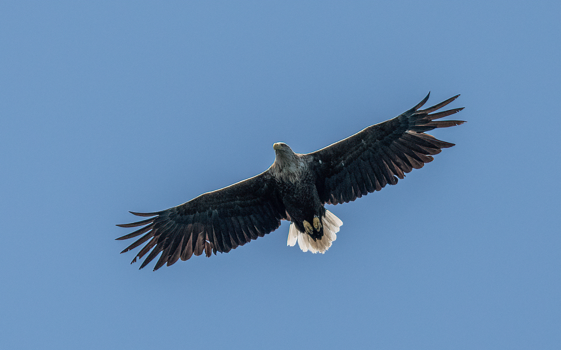 White-Tailed Eagle 01
