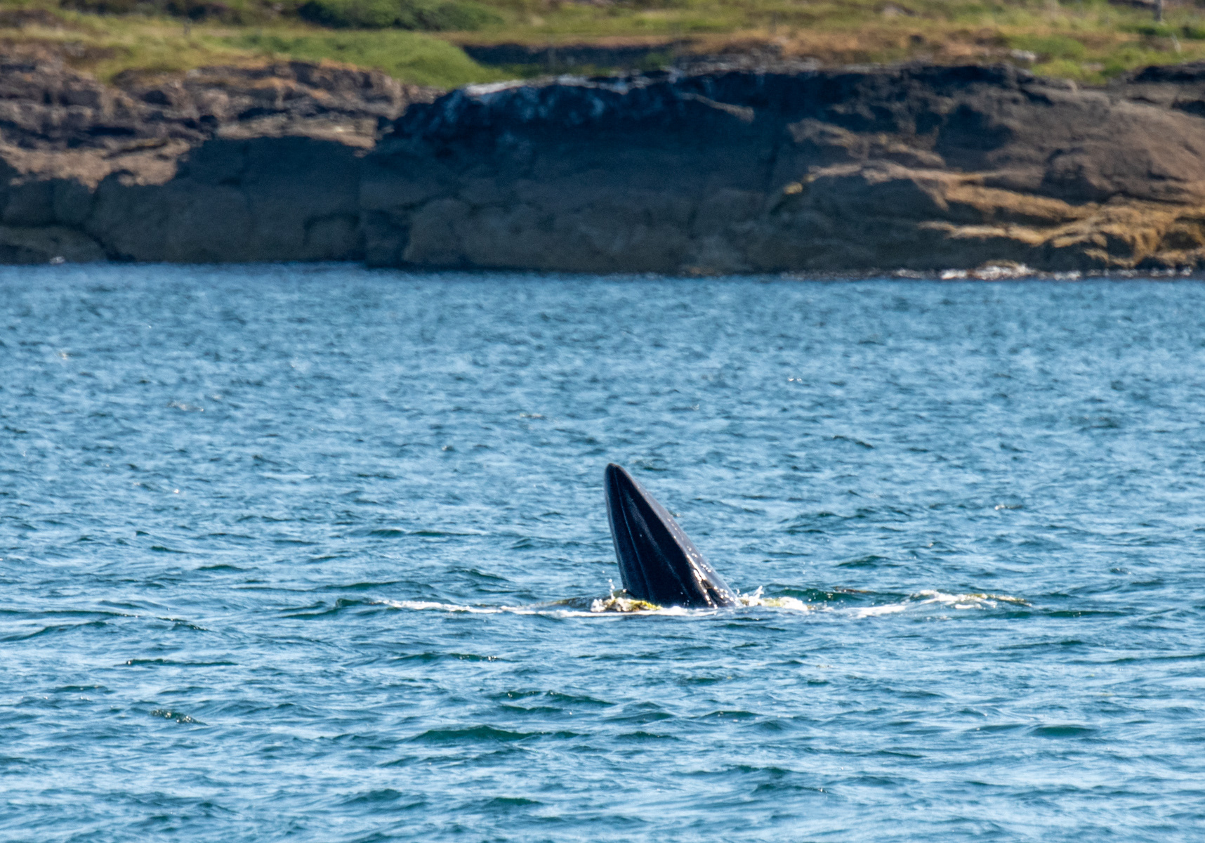 Minke Whale