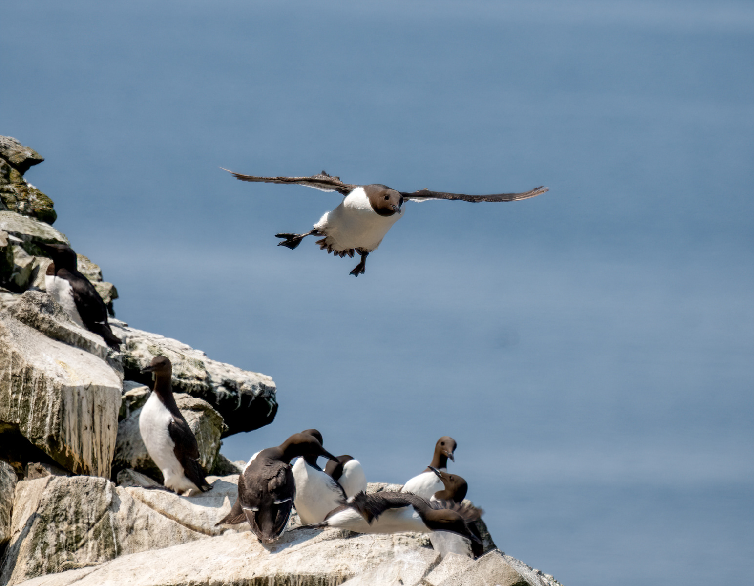 Guillemot Landing