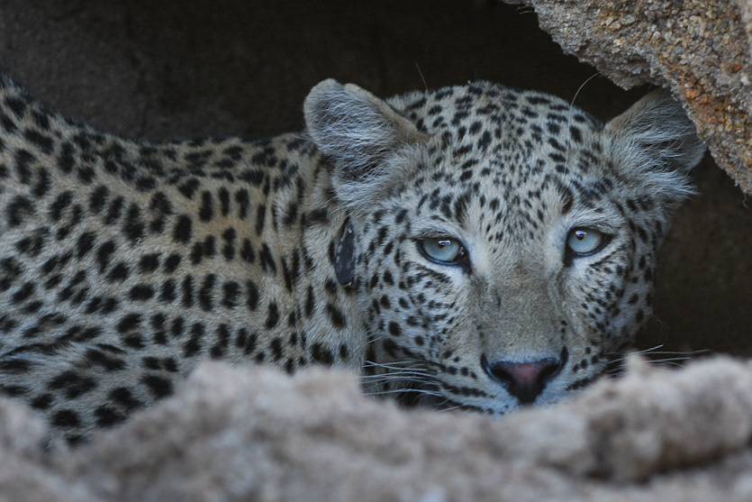 Leopard