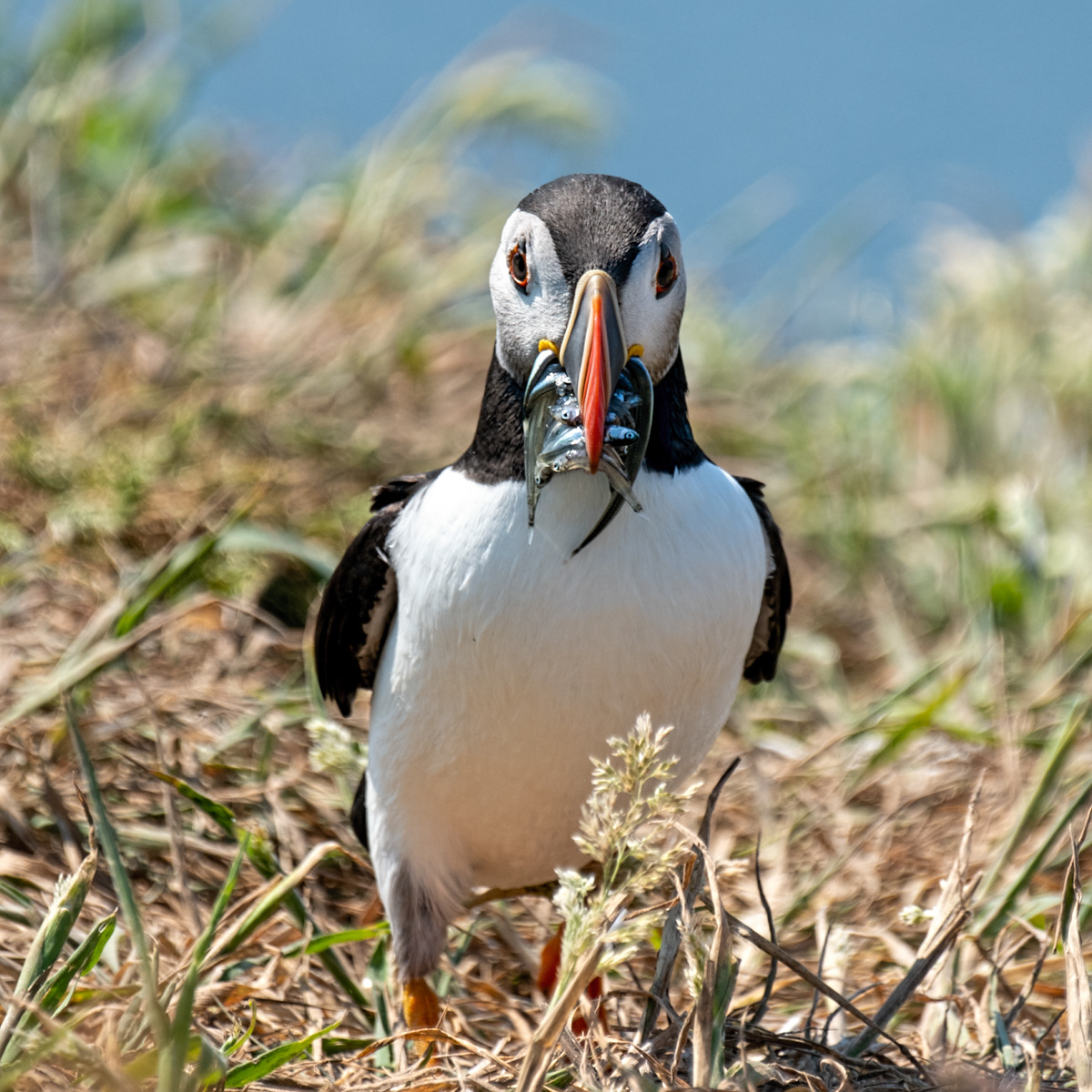 Puffin 01