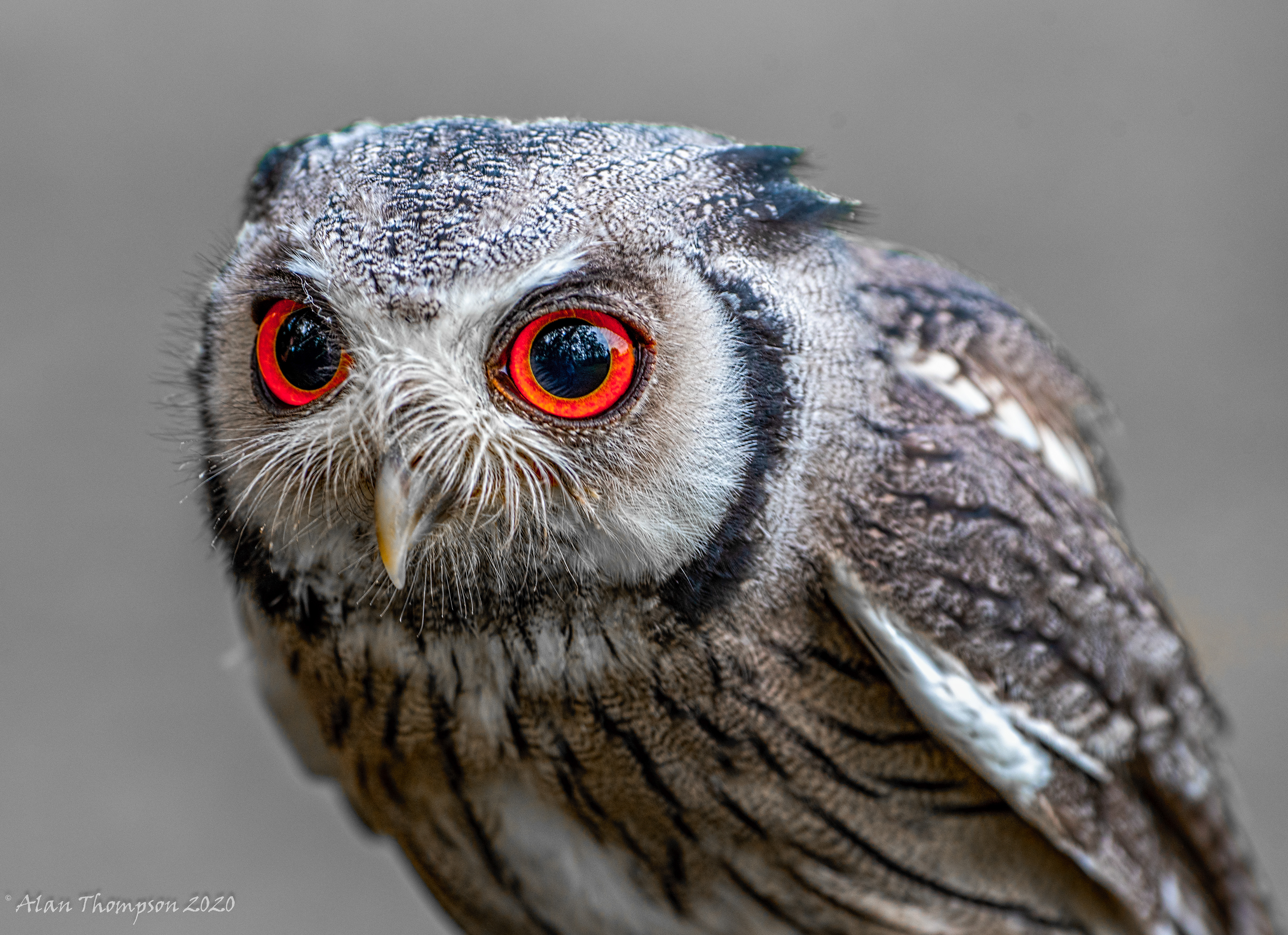 White Faced Owl