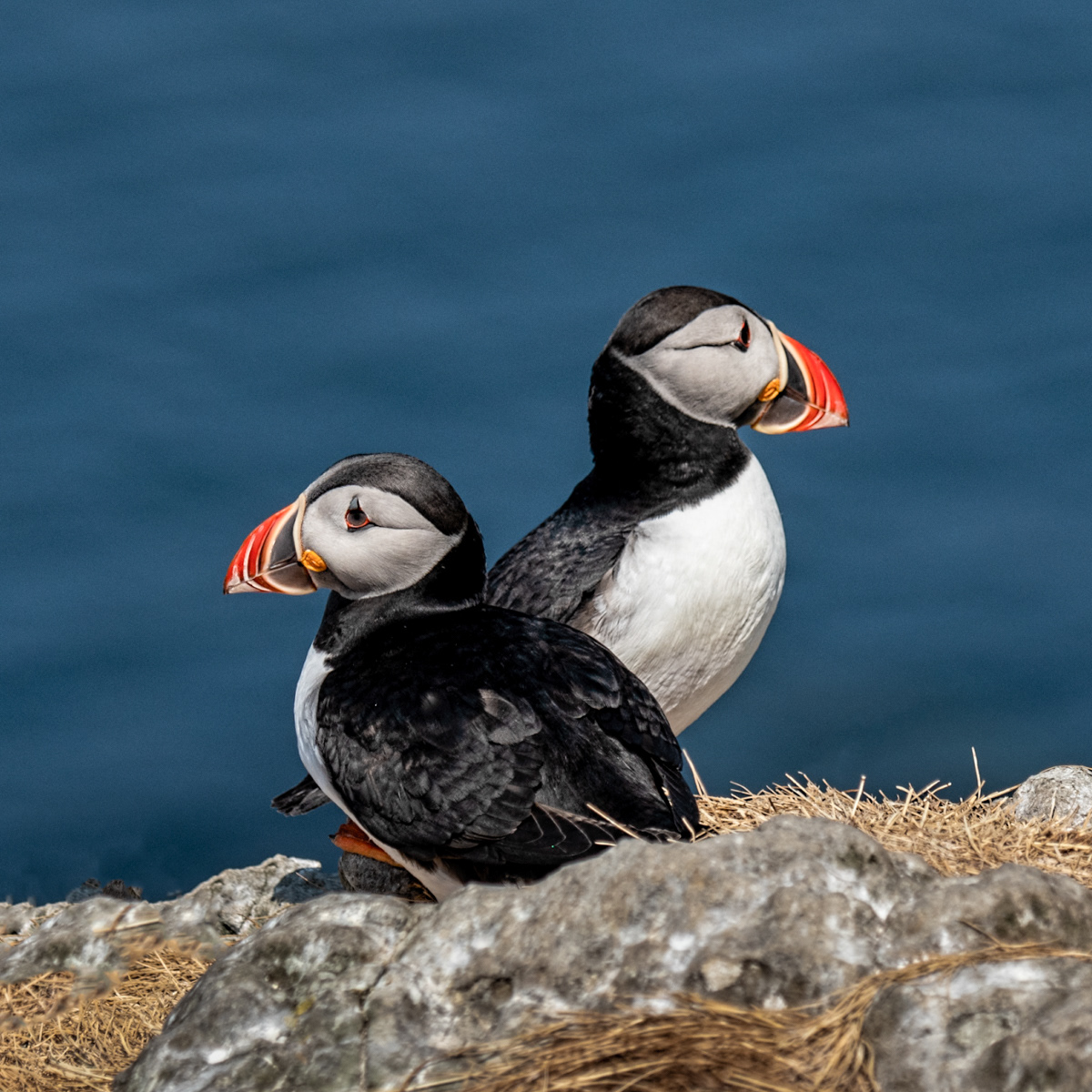 Puffins 03
