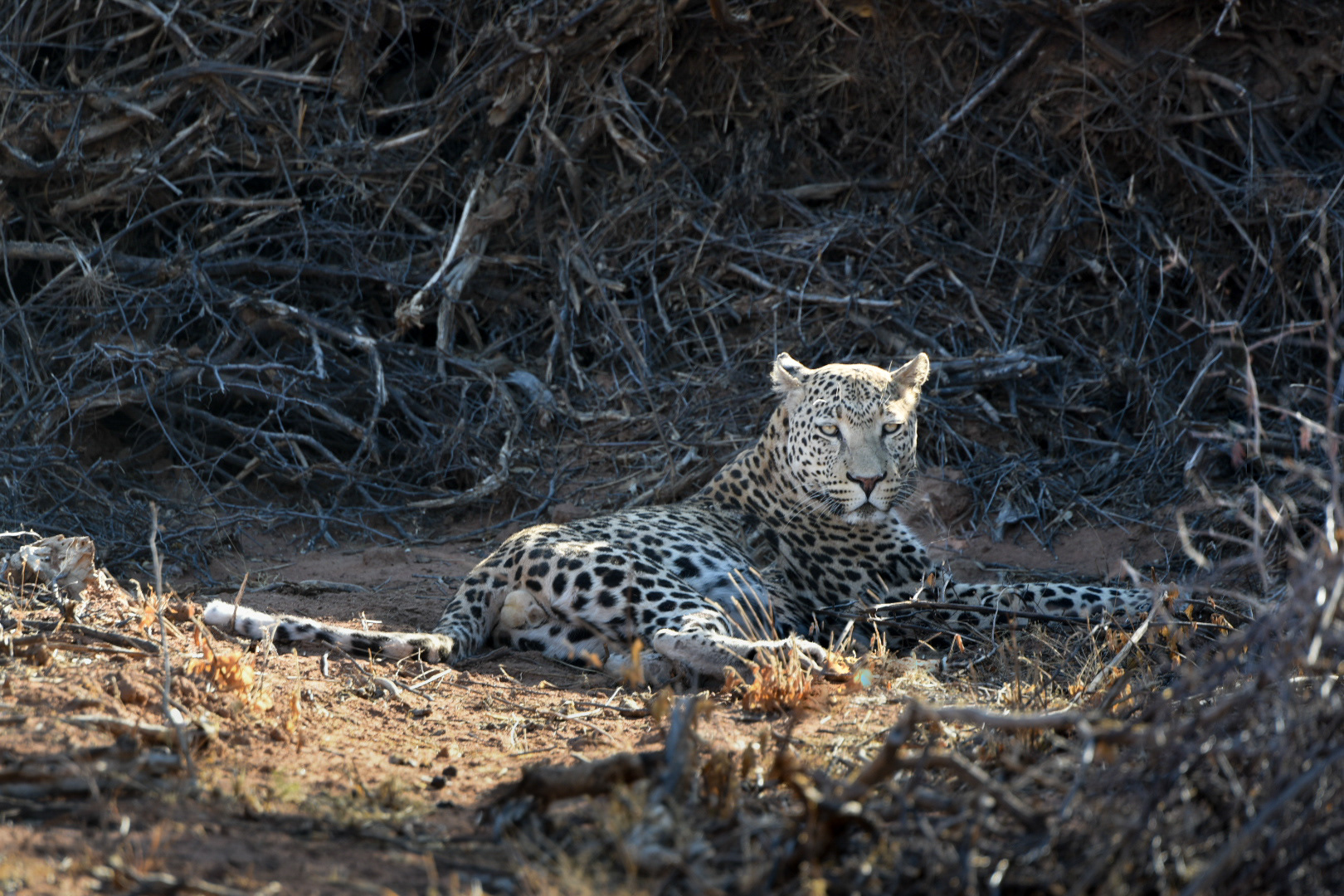 Male Leopard