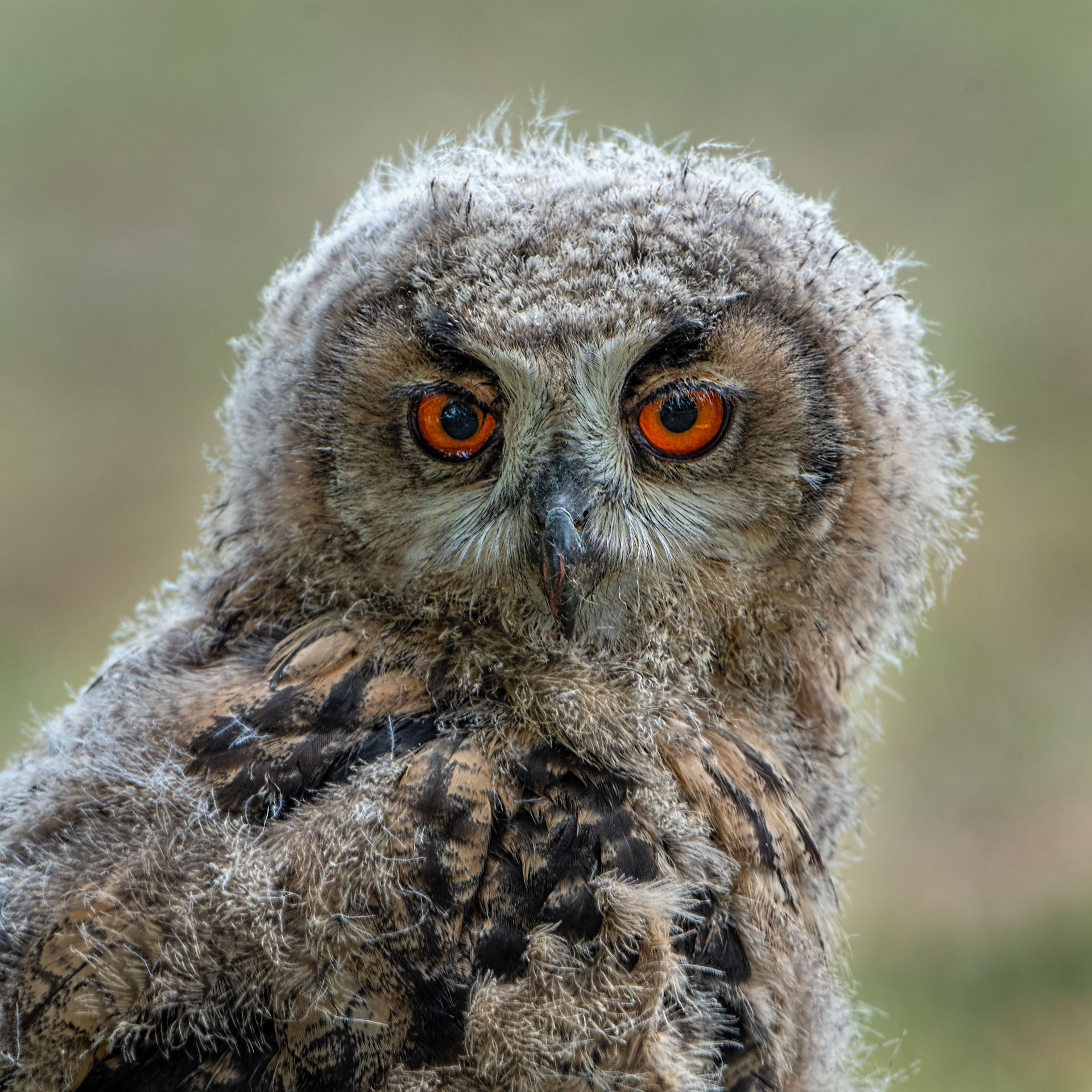 Baby Eurasian Eagle Owl