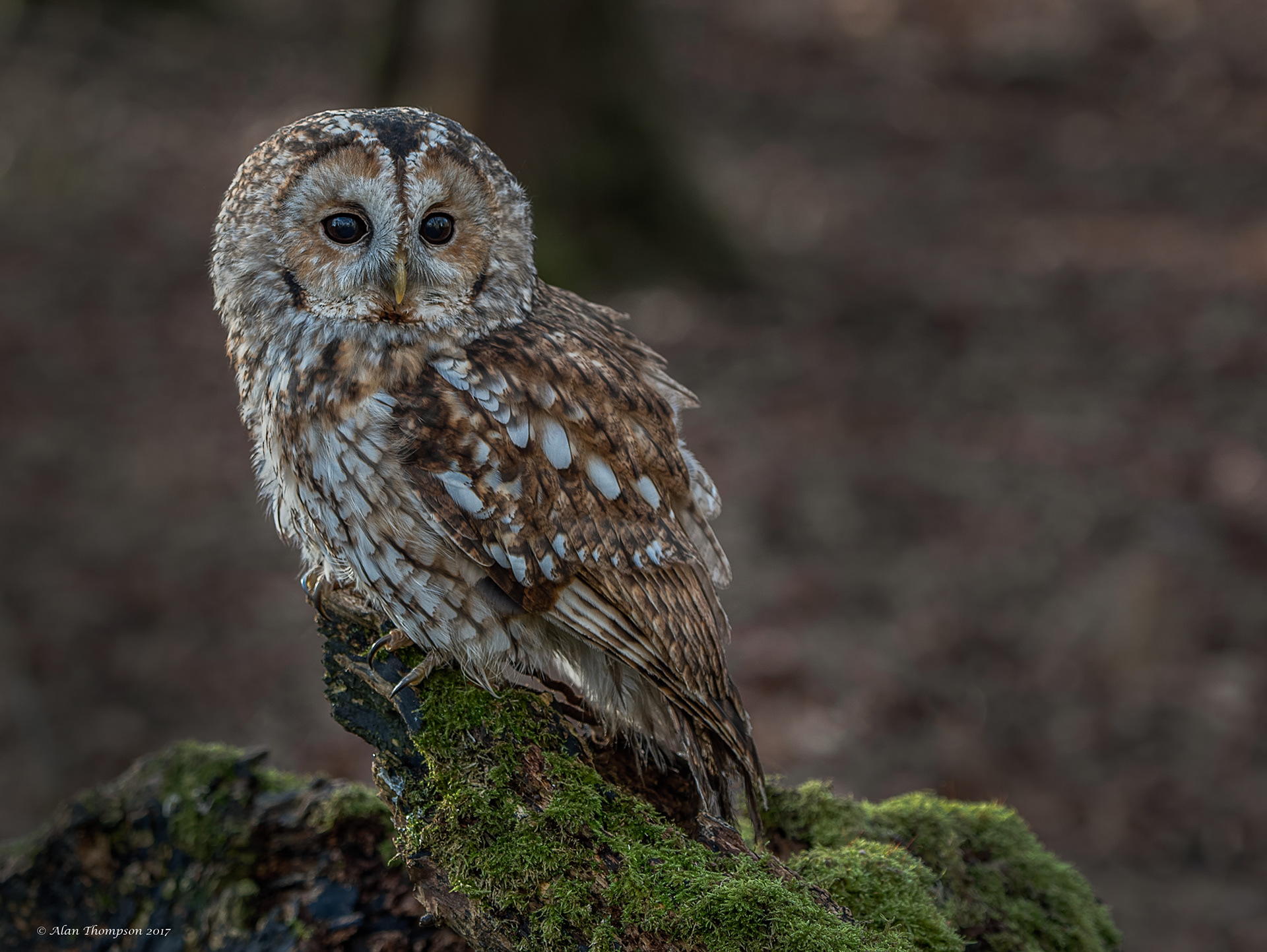 Tawny Owl