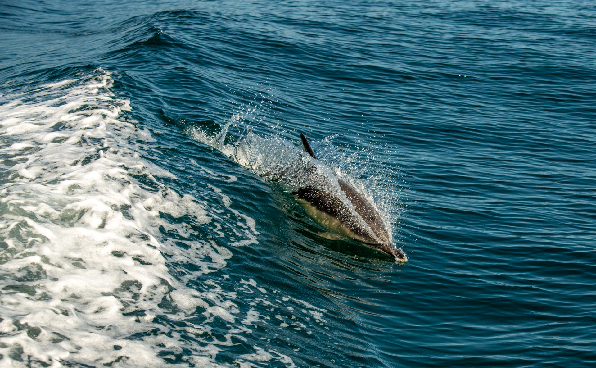 Common Dolphin 01