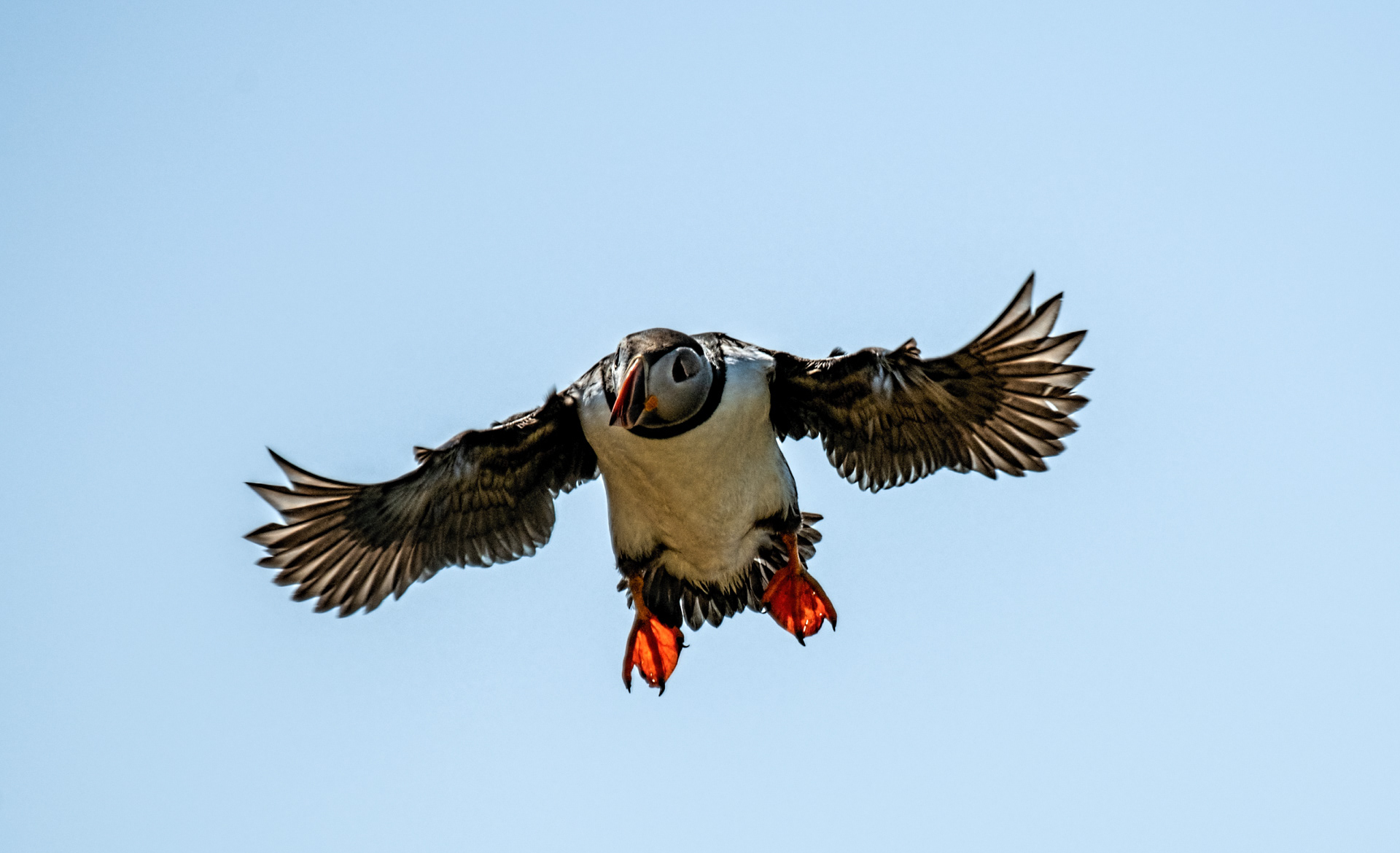 Puffin 04