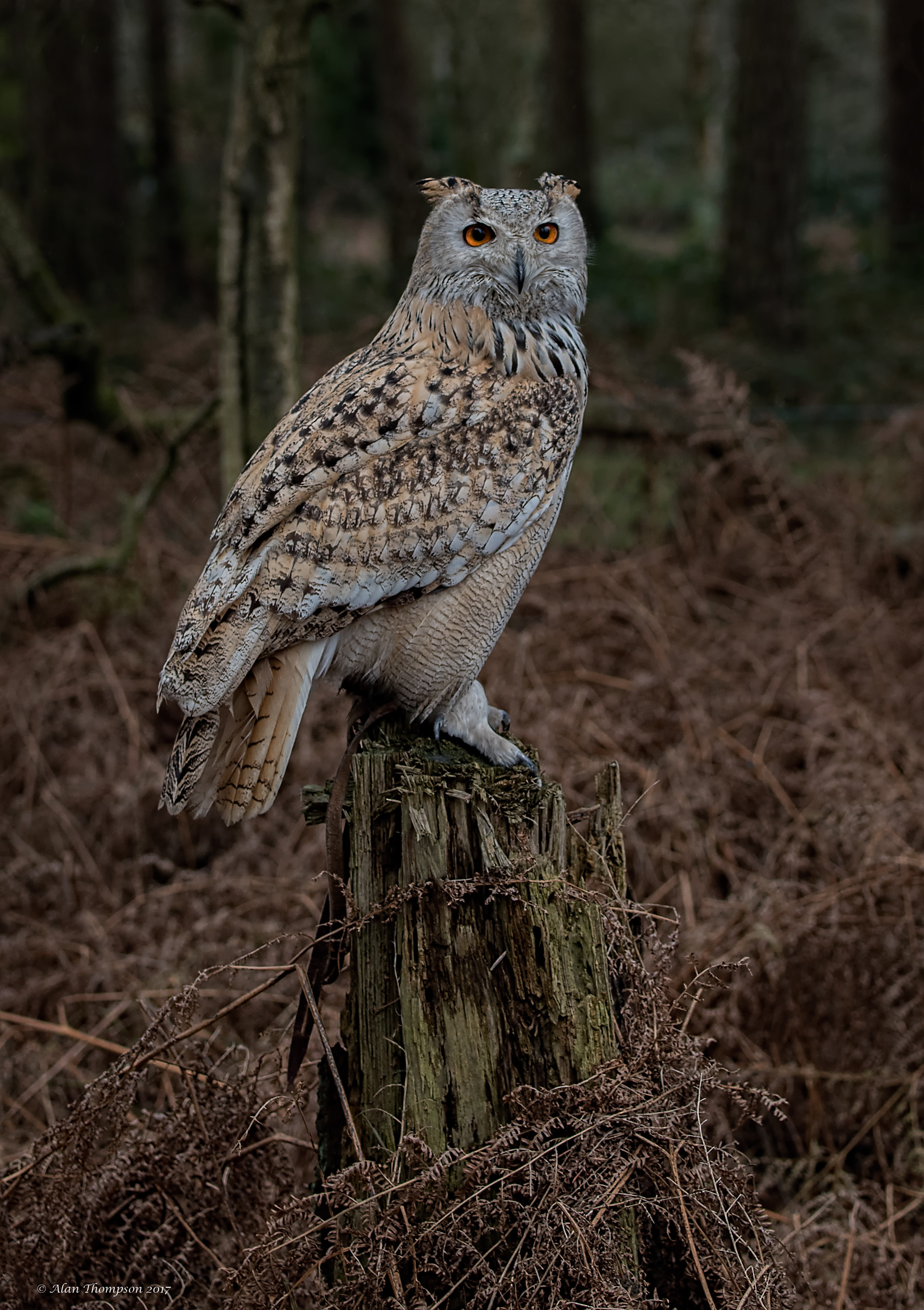 Siberian Eagle Owl