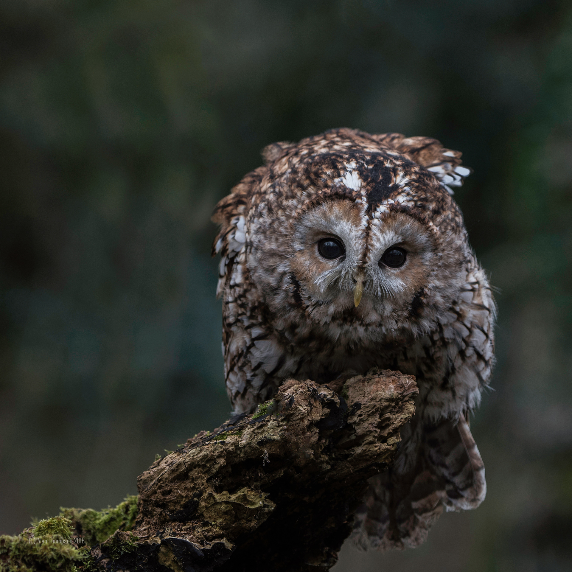 Tawny Owl