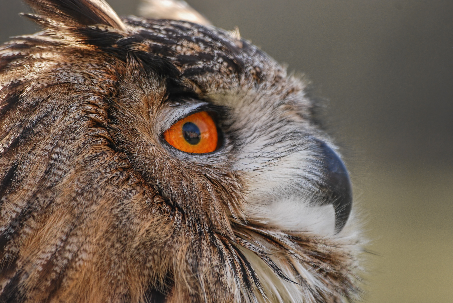 Eurasian Eagle Owl