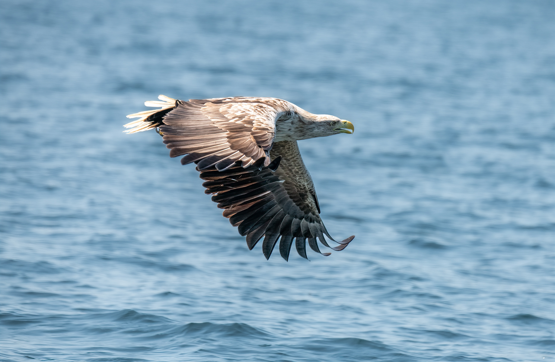 White-Tailed Eagle 02