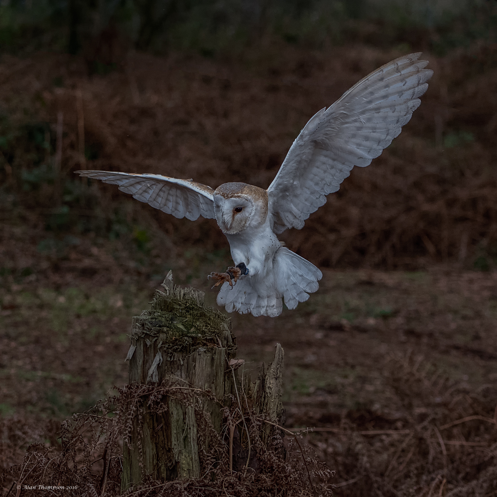 Barn Owl