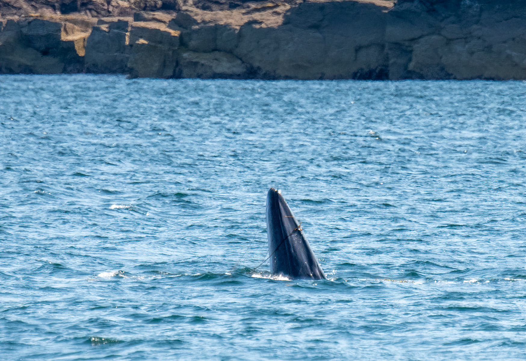 Minke Whale