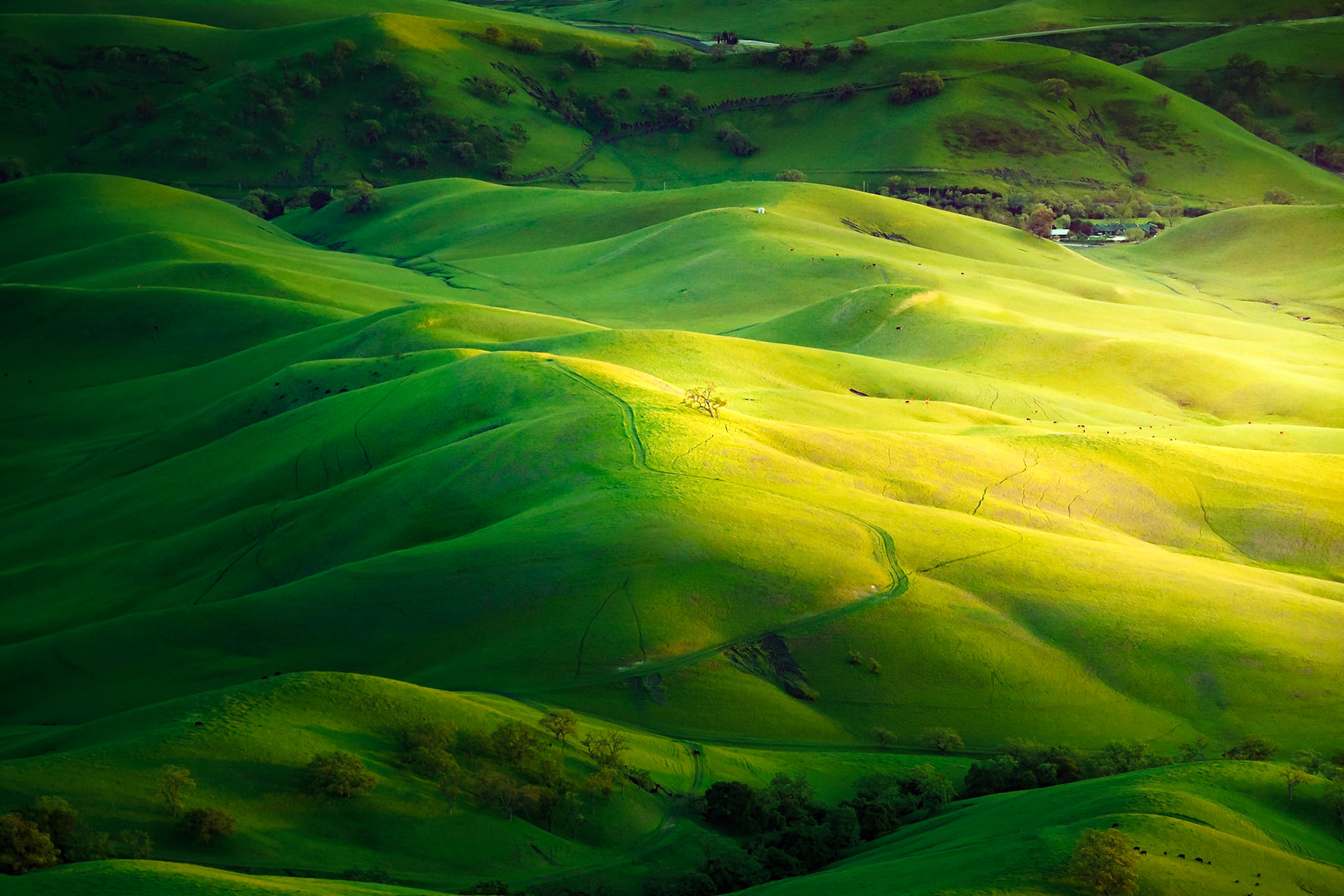 Distant Tree on a Hill