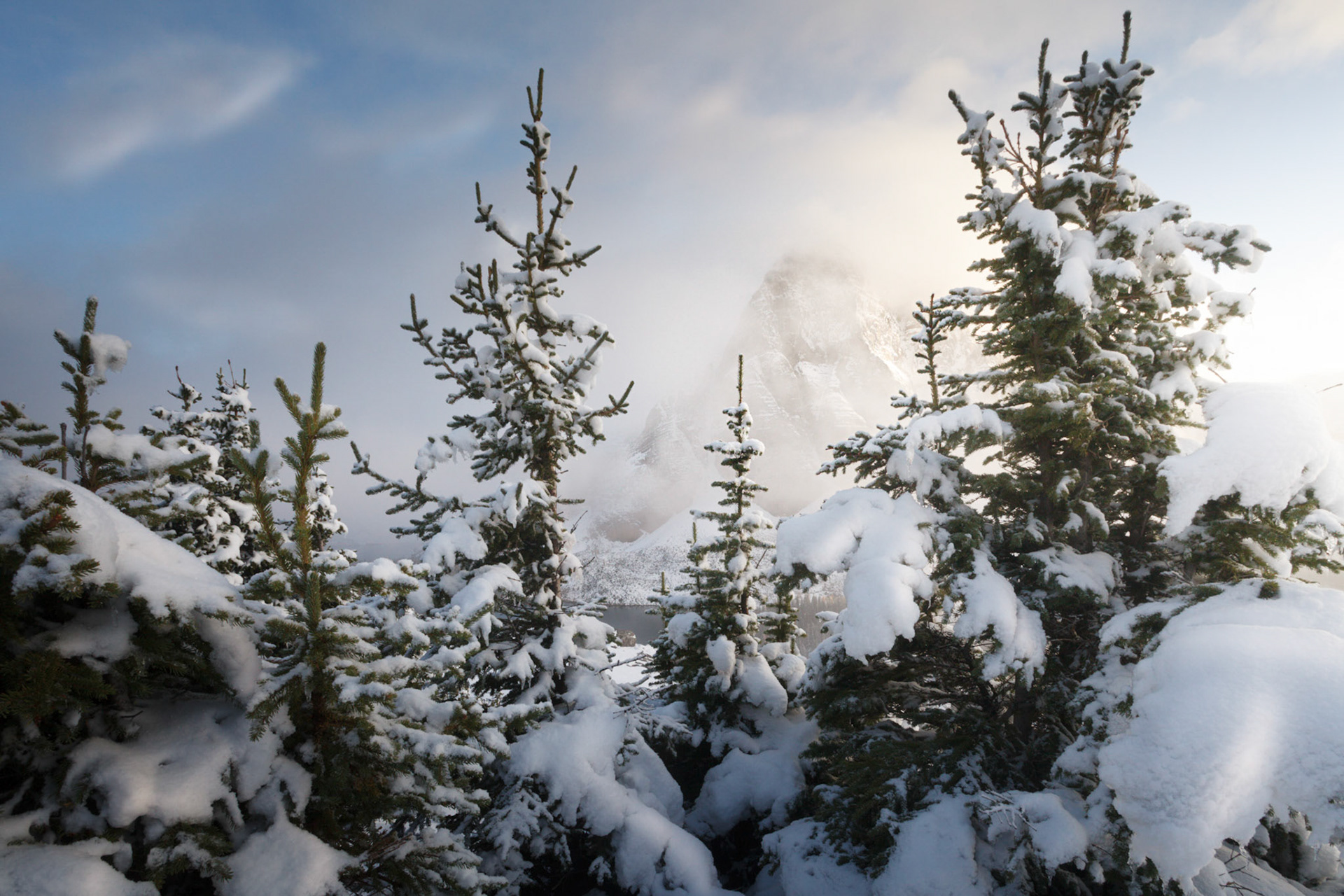 Mountain Trees with Snow