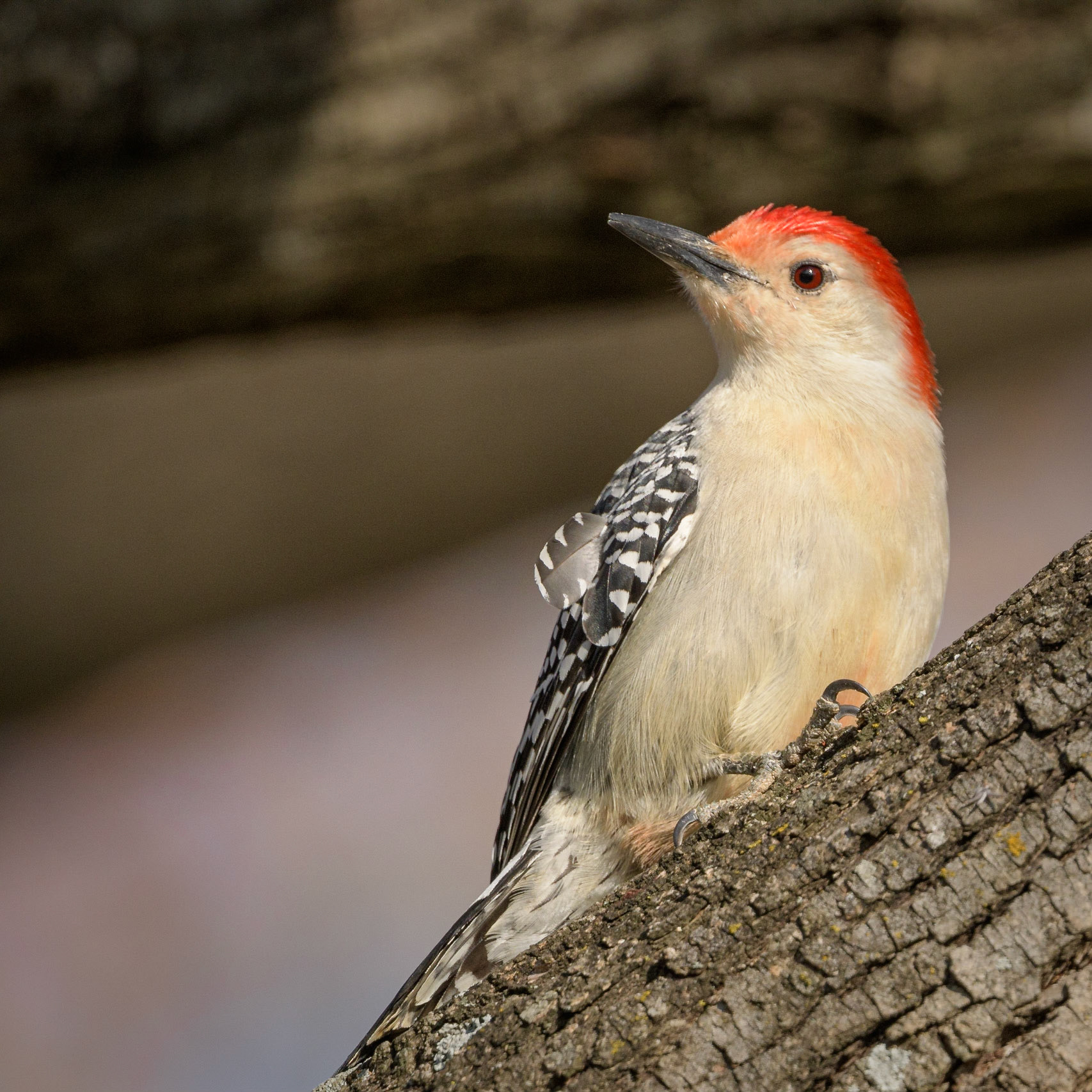 Red_Bellied Woodpecker