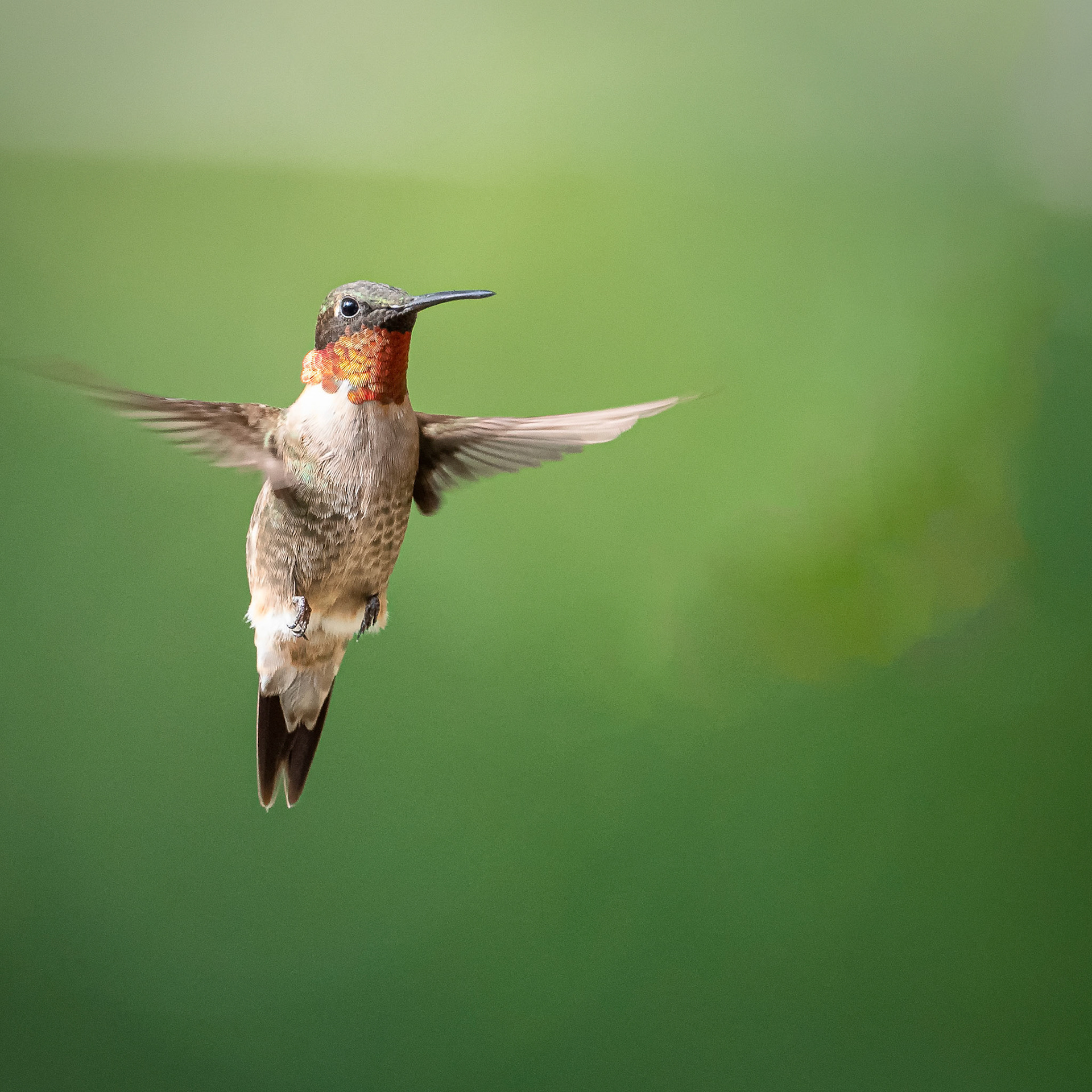 Black Chinned Hummingbird Austin, Tx - US