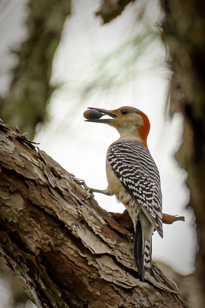 Red-bellied woodpecker - Palm Harbor, Florida - US