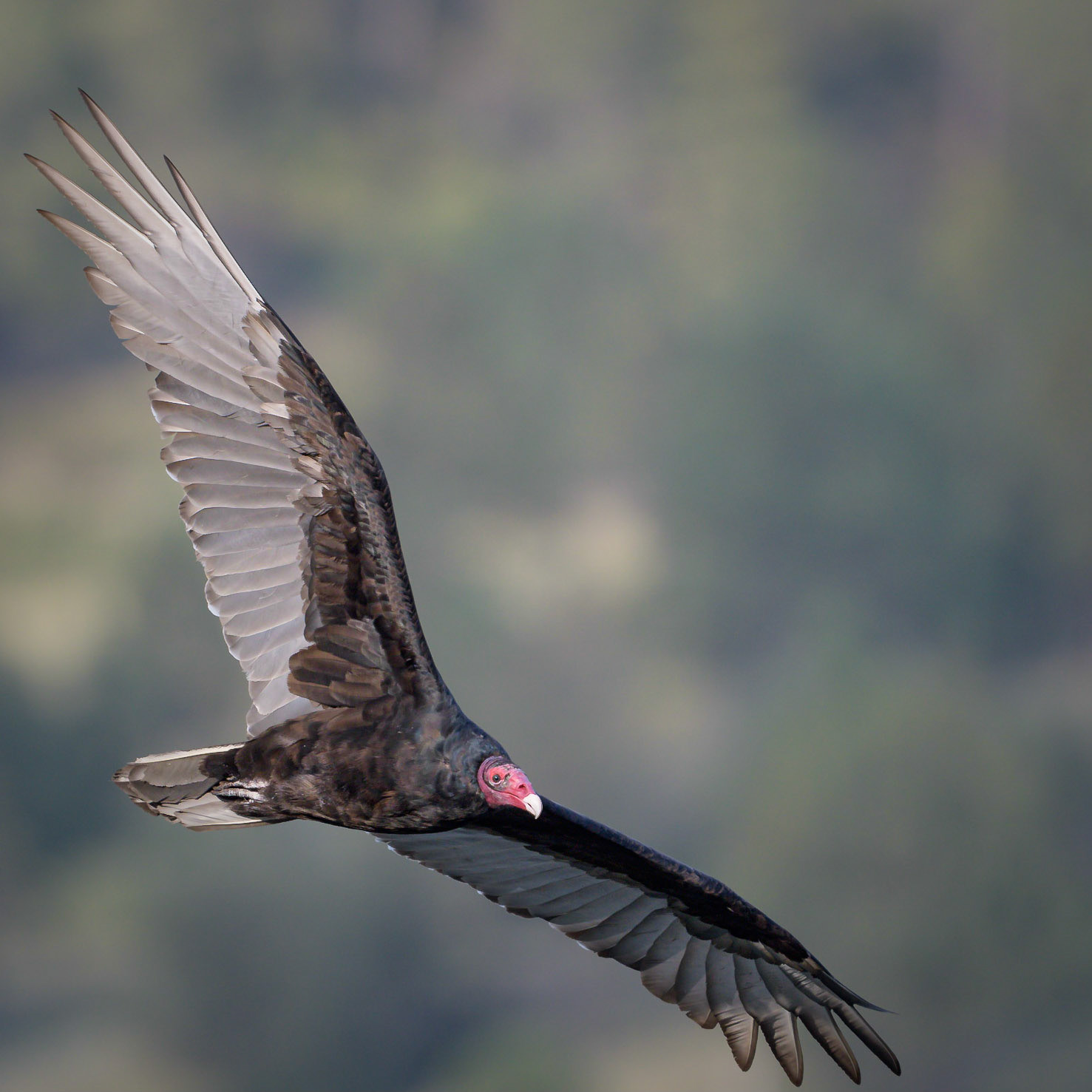 Turkey Vulture Raton, NM - US