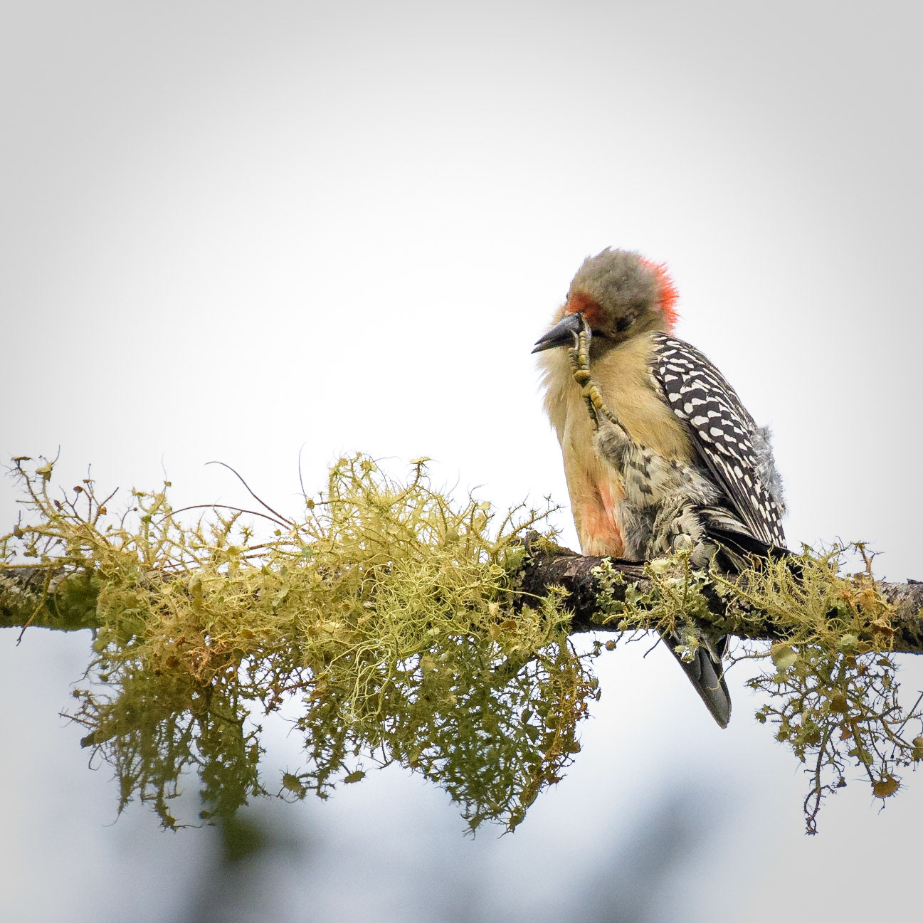 Red Bellied Woodpecker Palm Harbor, Fl - US